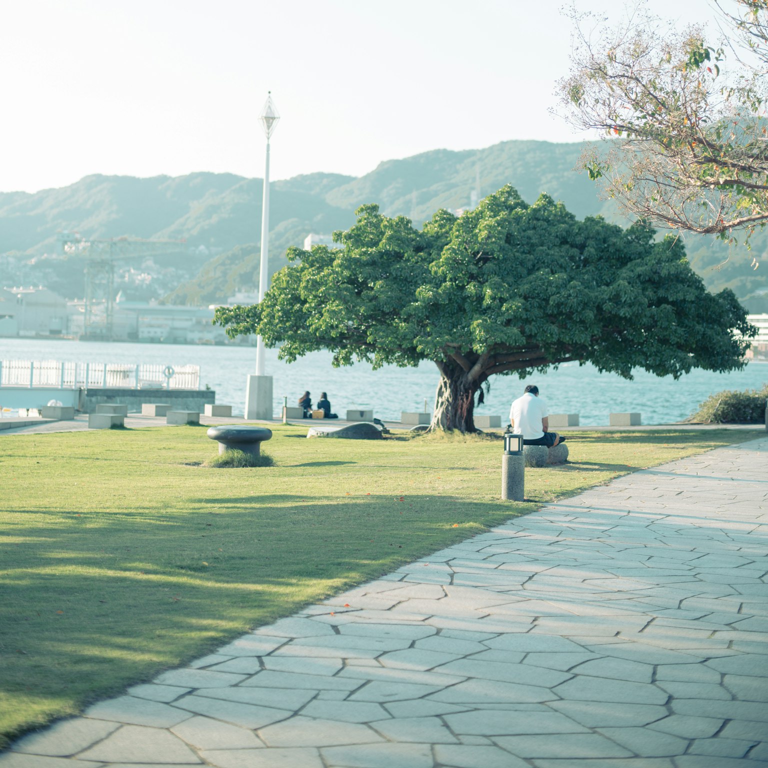 宁静的公园场景，有一棵大树和石凳