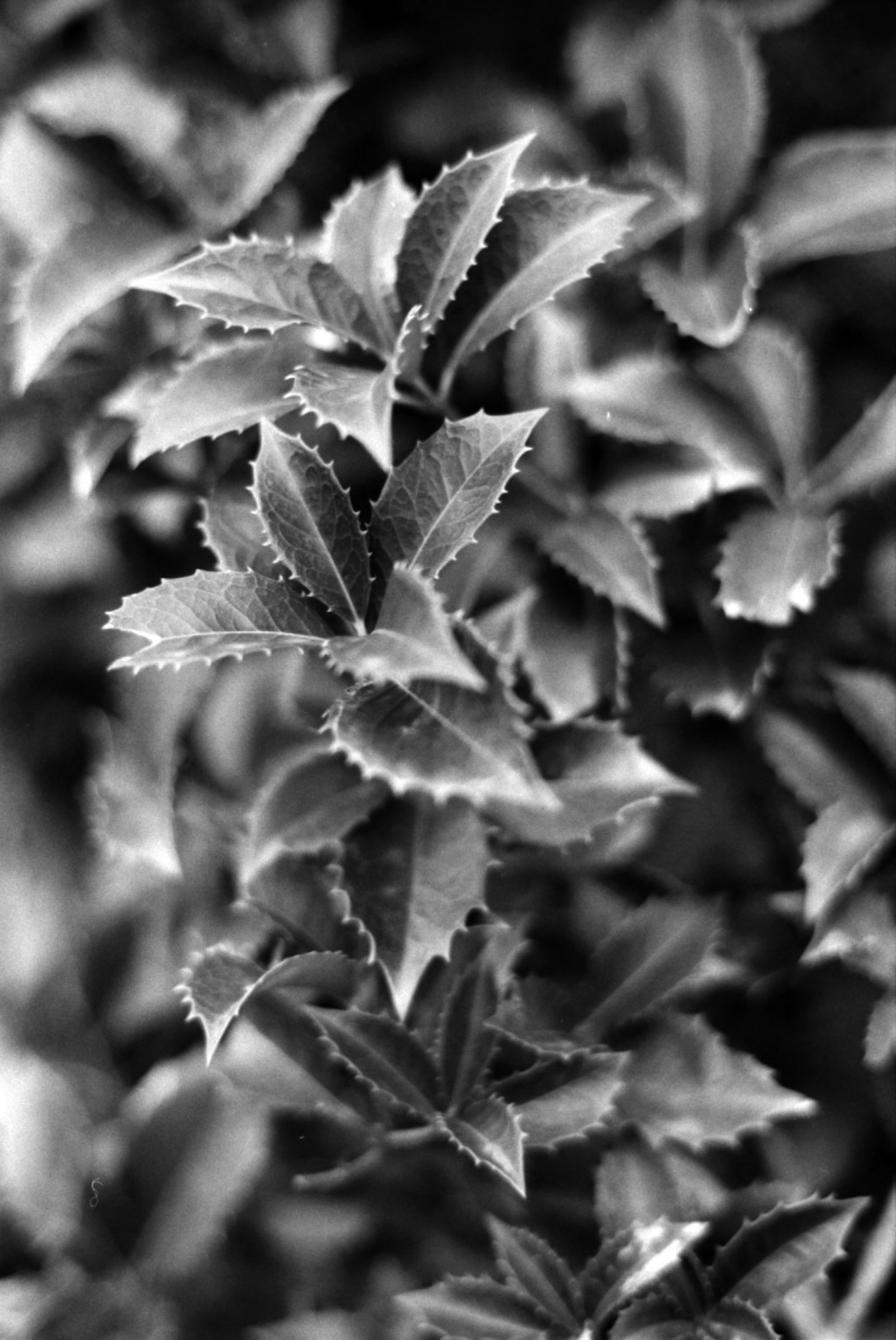 Texture dettagliata di foglie nere e bianche sovrapposte