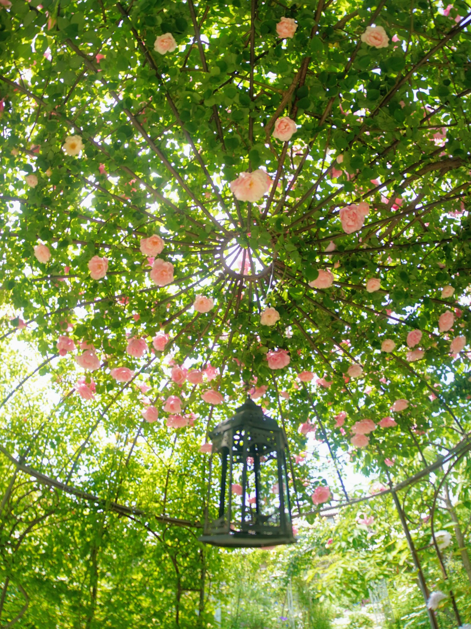 Una lanterna nera appesa sotto una cupola di fogliame verde lussureggiante adornata di fiori rosa