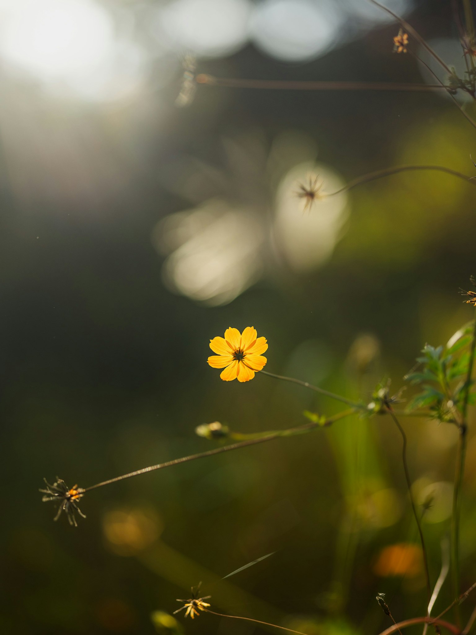 ภาพระยะใกล้ของดอกไม้สีเหลืองที่ล้อมรอบด้วยพืชสีเขียวเบลอและแสงนุ่มนวล