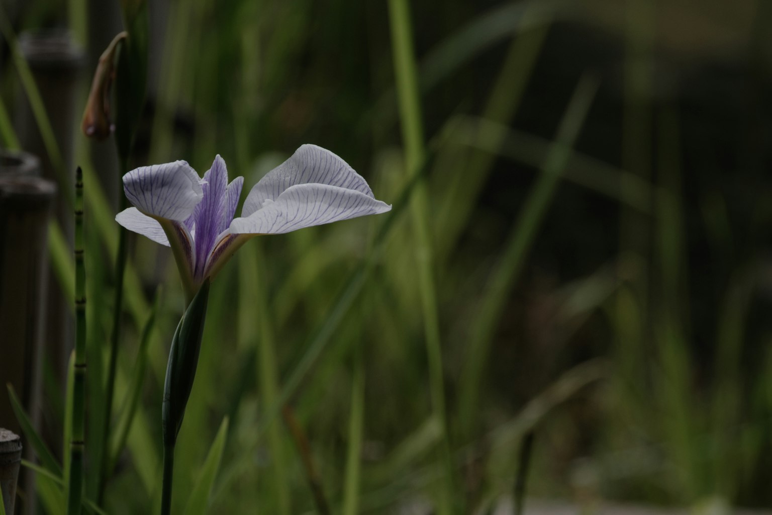 Delicata fiore viola che fiorisce tra l'erba verde