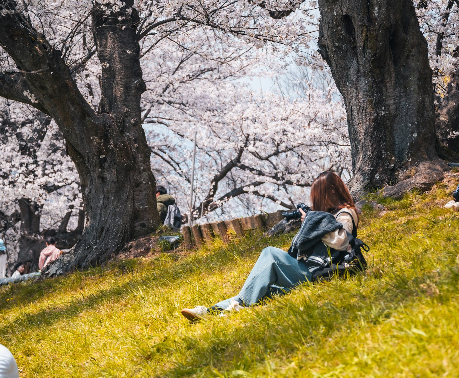 A woman relaxing under cherry blossom trees on green grass with a soft pink background