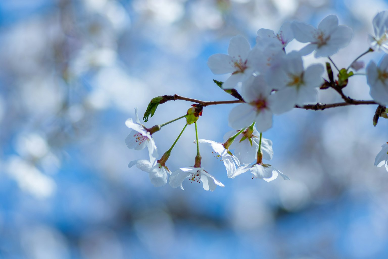 蓝天背景下的樱花特写 白色花瓣和绿色叶子