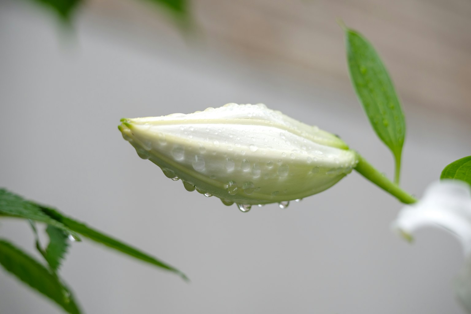 Nụ hoa trắng với giọt nước và lá xanh
