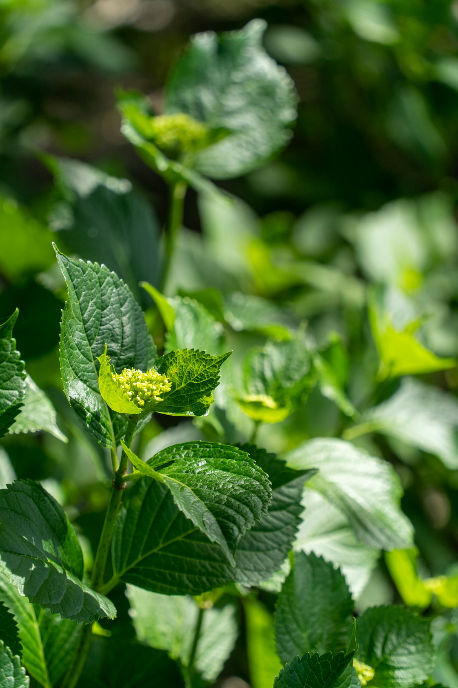 Primo piano di una pianta con foglie verdi vivaci e piccoli fiori gialli