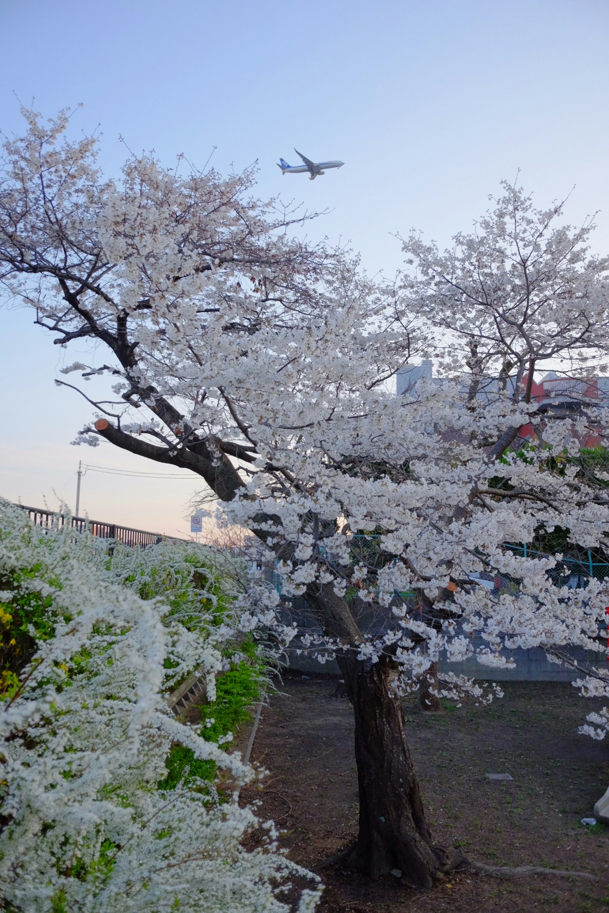 桜の木が並ぶ小道の春景色