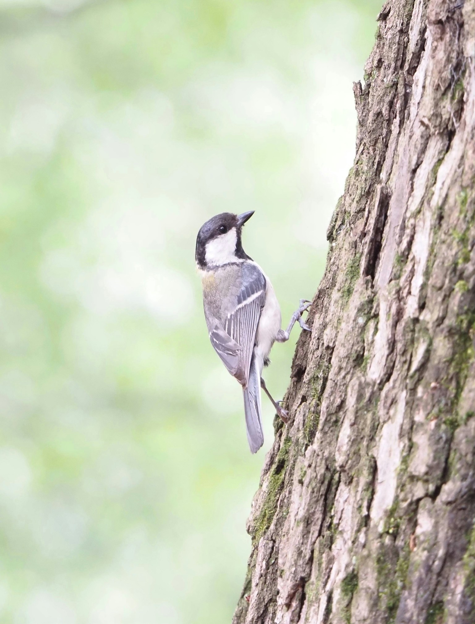 photo-yC1ZA3hnuDDHwk8b8Pme-image