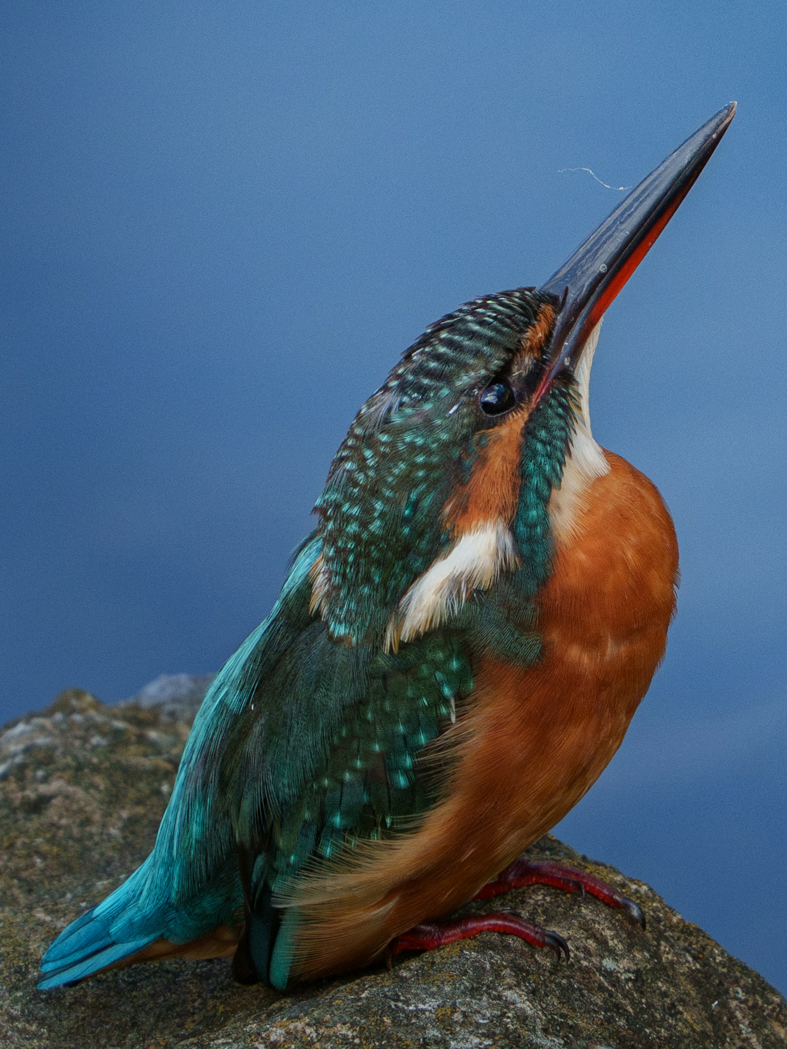 A vibrant kingfisher perched on a rock