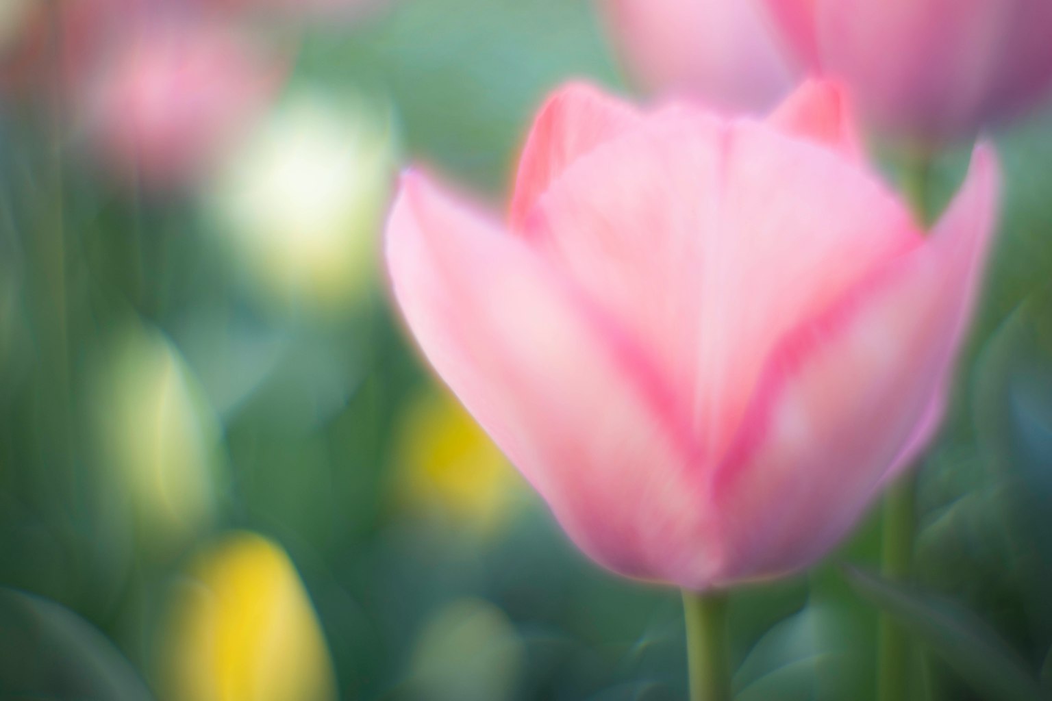 Tulipano rosa morbido che si armonizza con i colori di sfondo