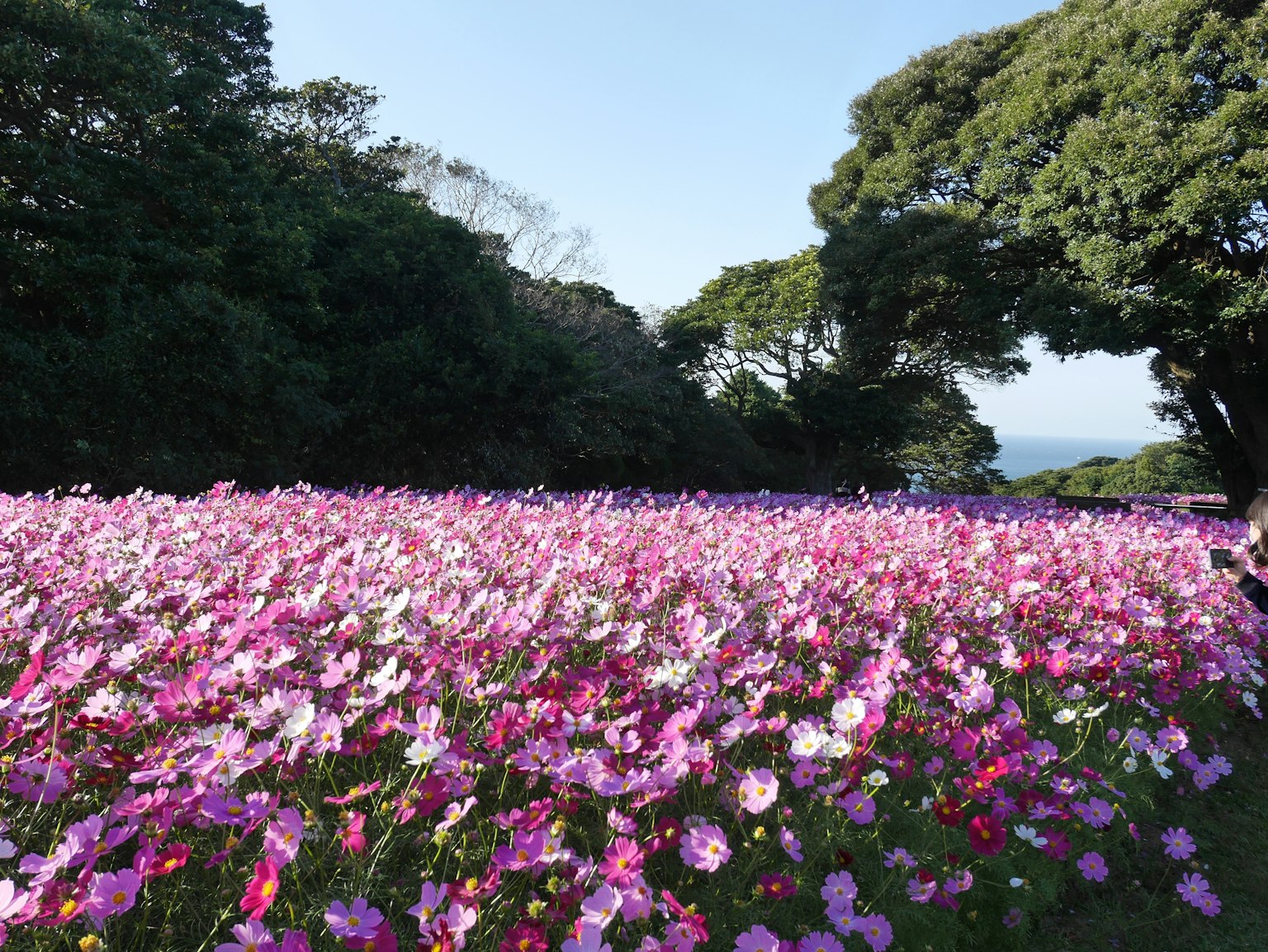 Champ de fleurs vaste avec des fleurs colorées Beau ciel bleu et arbres verts en arrière-plan