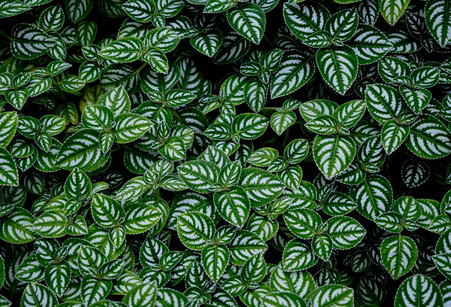 Close-up of green leaves with white striped patterns