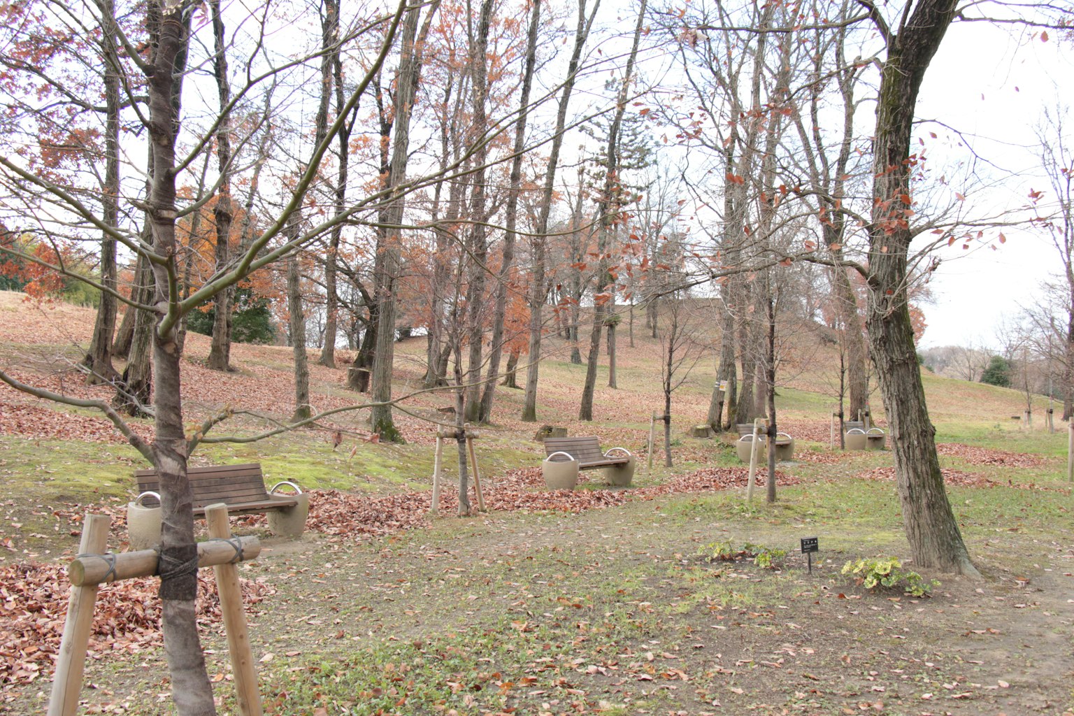 秋季公園場景，光禿的樹木和小道上的落葉