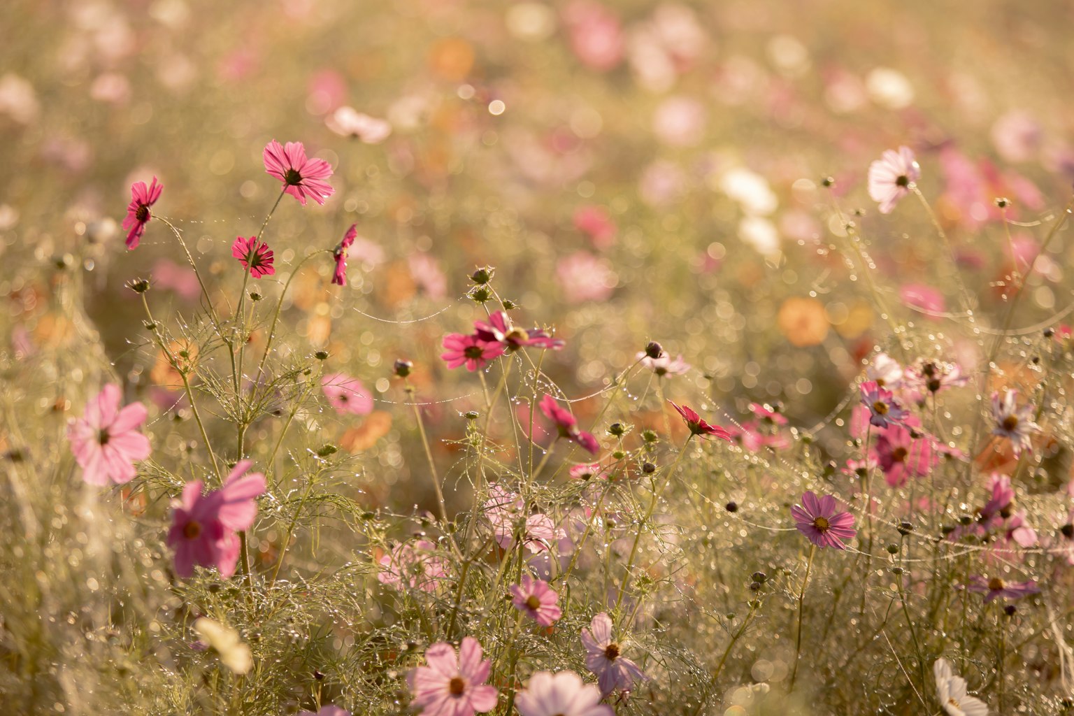 Un campo vibrante di fiori in fiore di vari colori