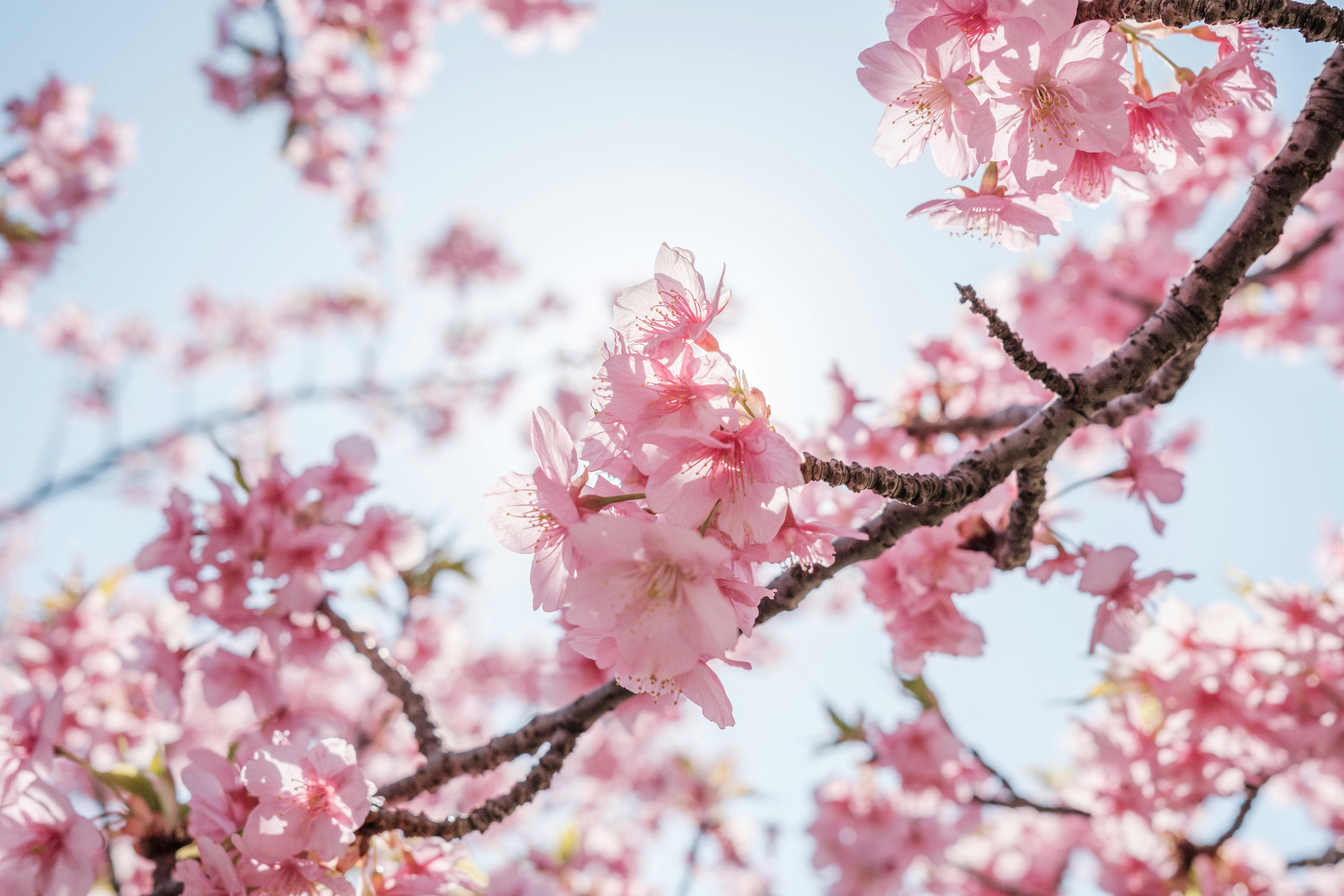 桜の花が咲く枝と花びらのクローズアップ