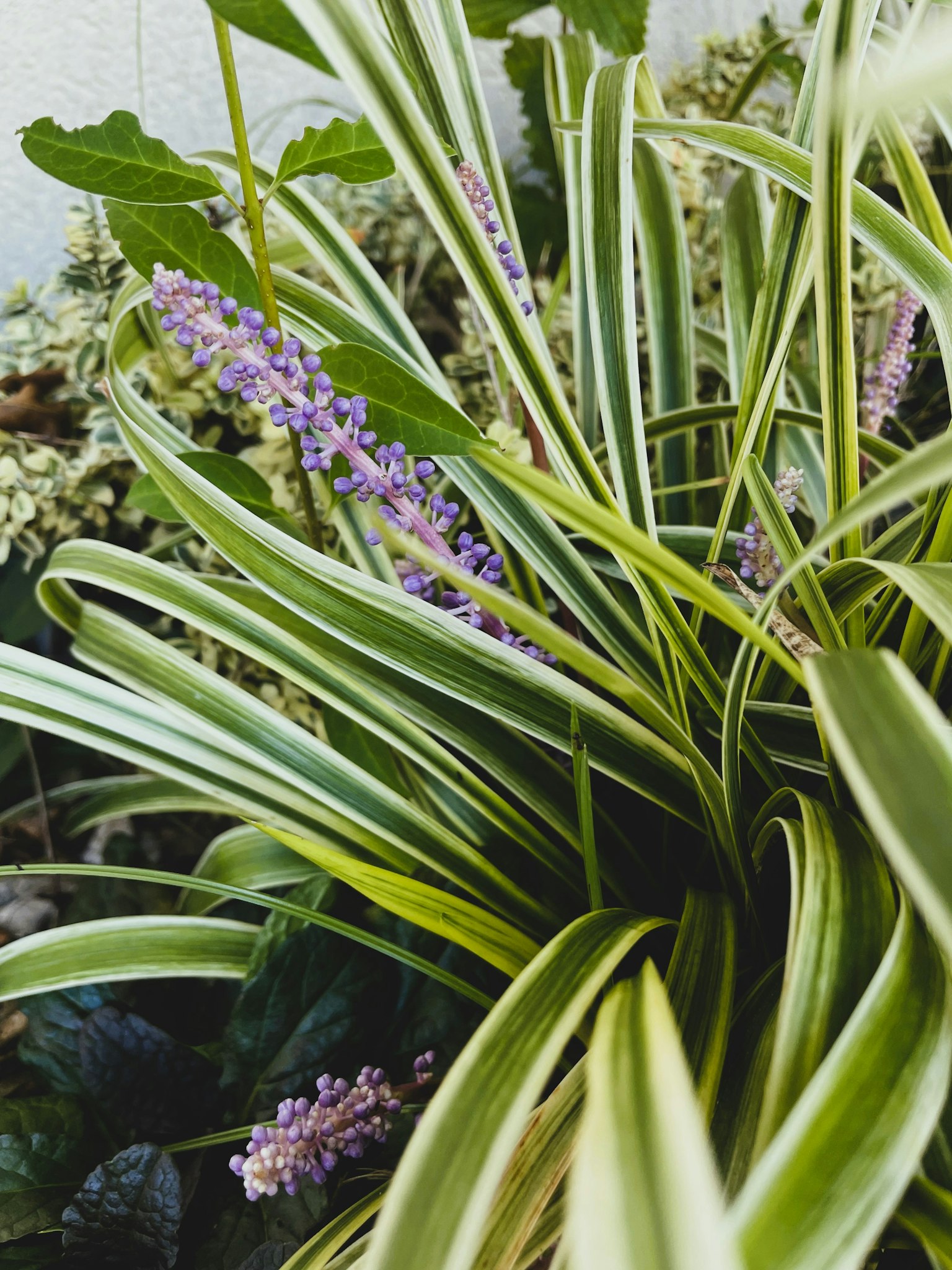 Acercamiento de una planta con hojas verdes y flores moradas