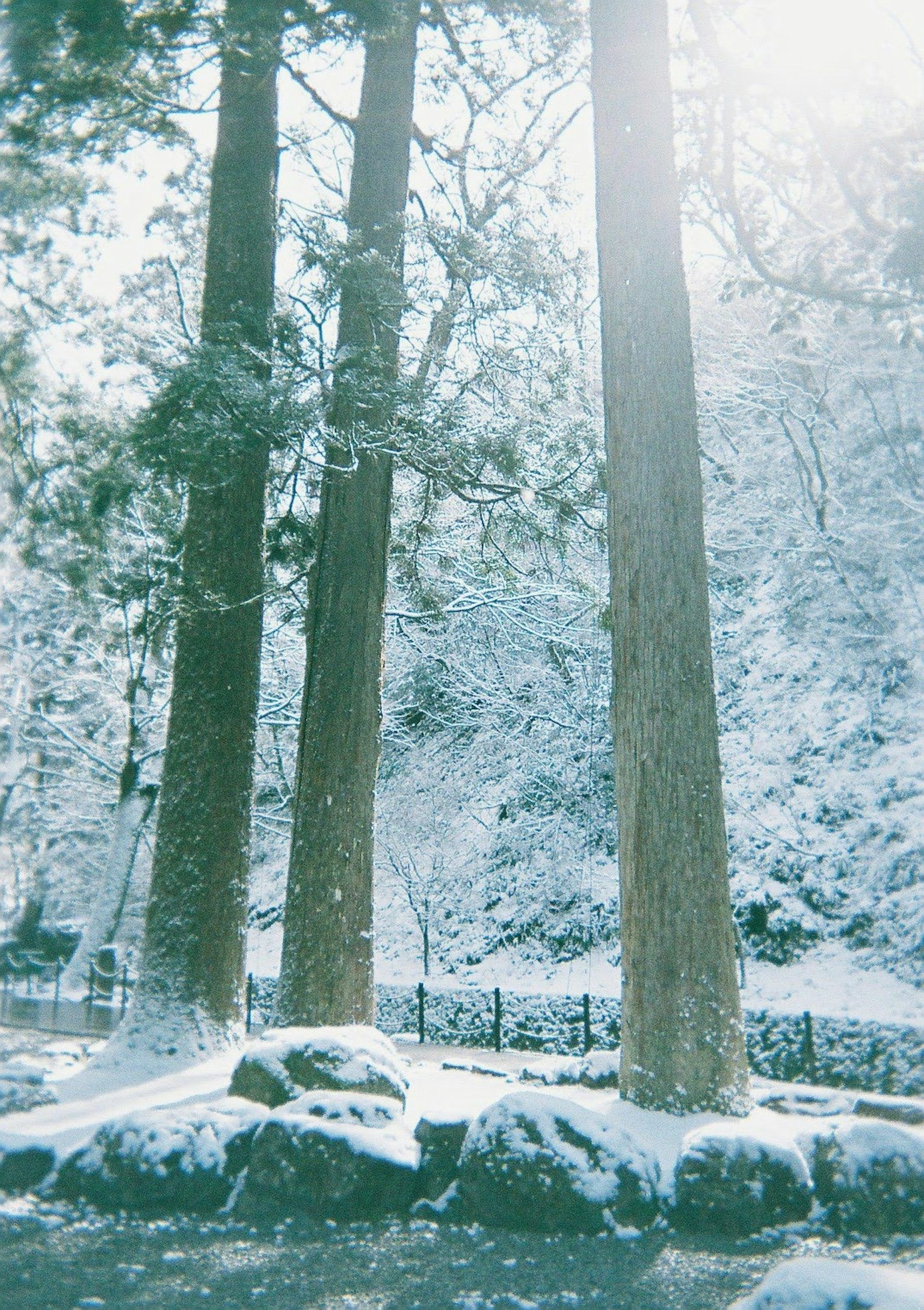 Schneebedeckte Bäume und Felsen in einer ruhigen Landschaft