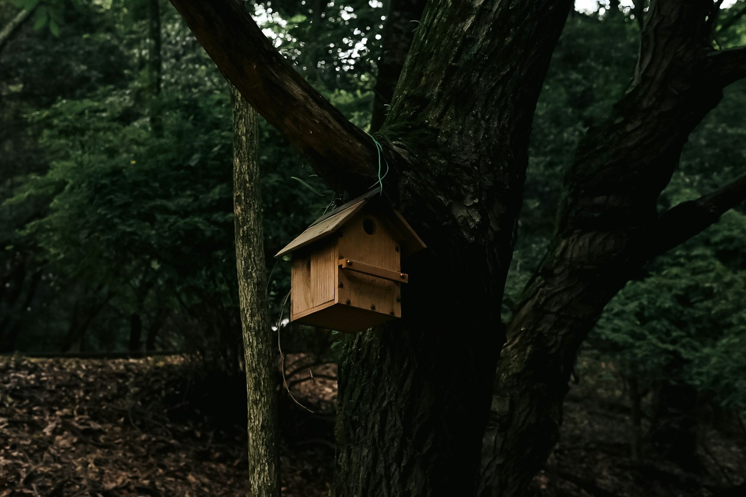 Ein kleines Vogelhaus aus Holz, das an einem Baum in einem üppigen grünen Wald befestigt ist
