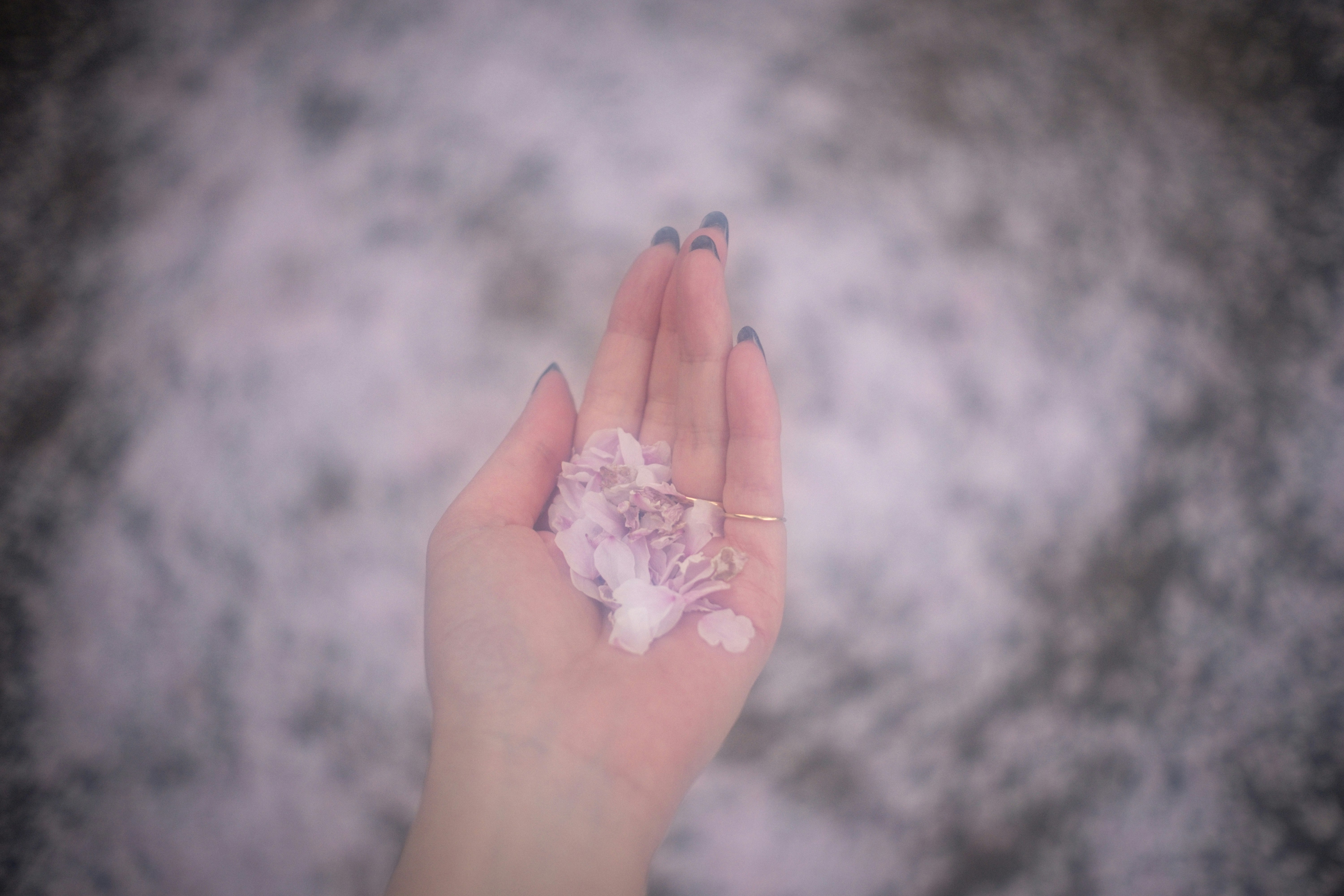 手掌托着樱花花瓣