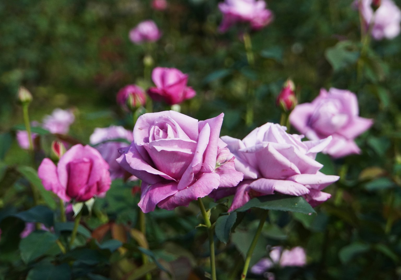 Scena di giardino con rose rosa in fiore e fogliame verde