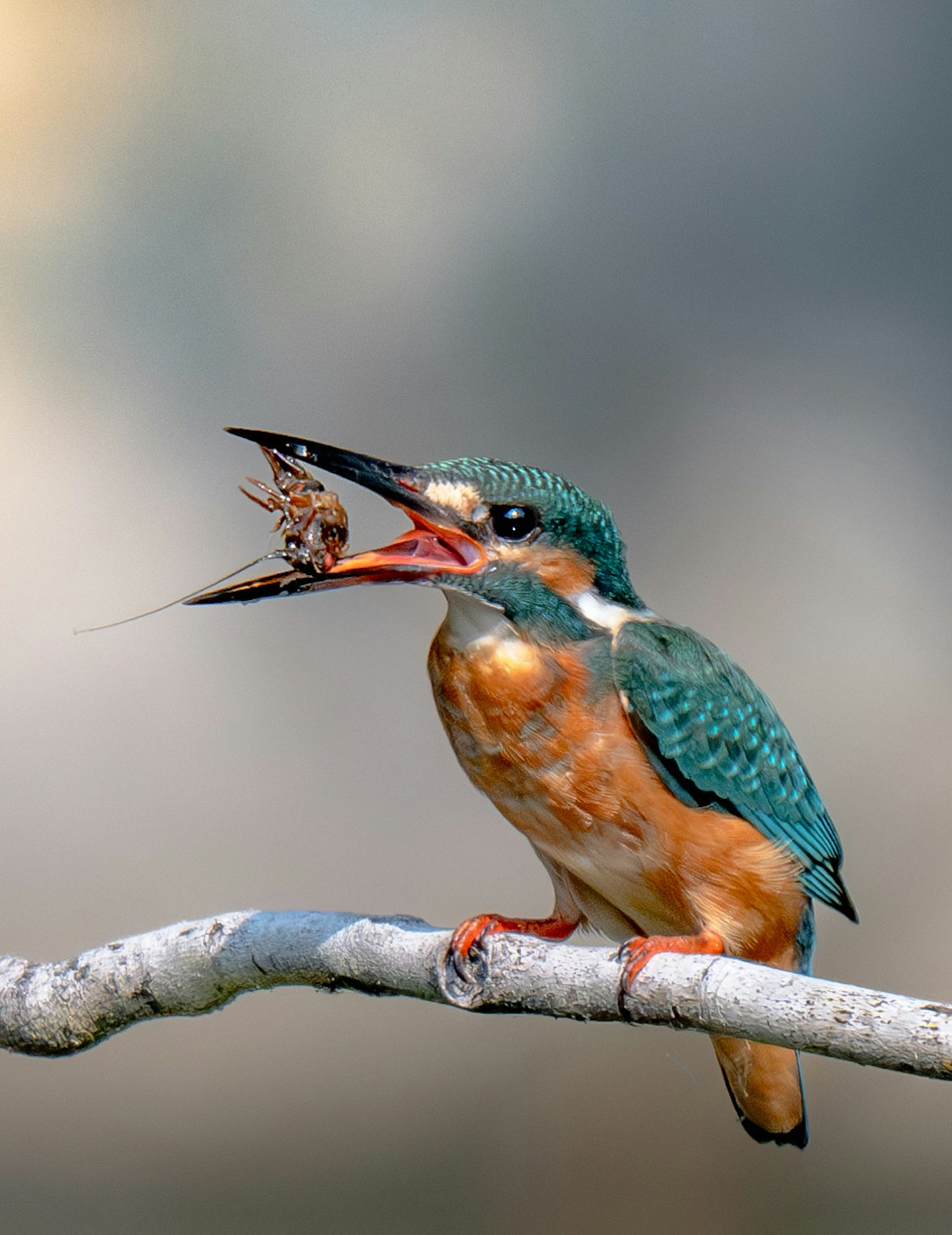 Un vivace martin pescatore che tiene un insetto nel becco su un ramo