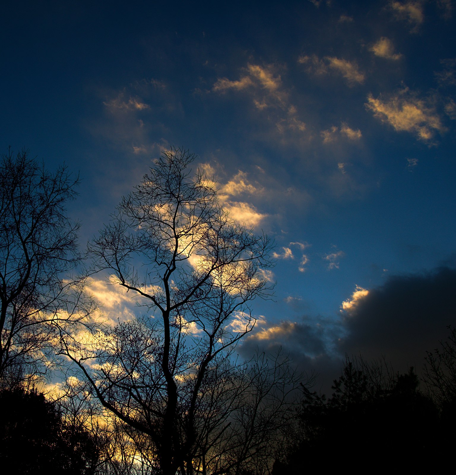 Cielo al tramonto con nuvole e alberi in silhouette