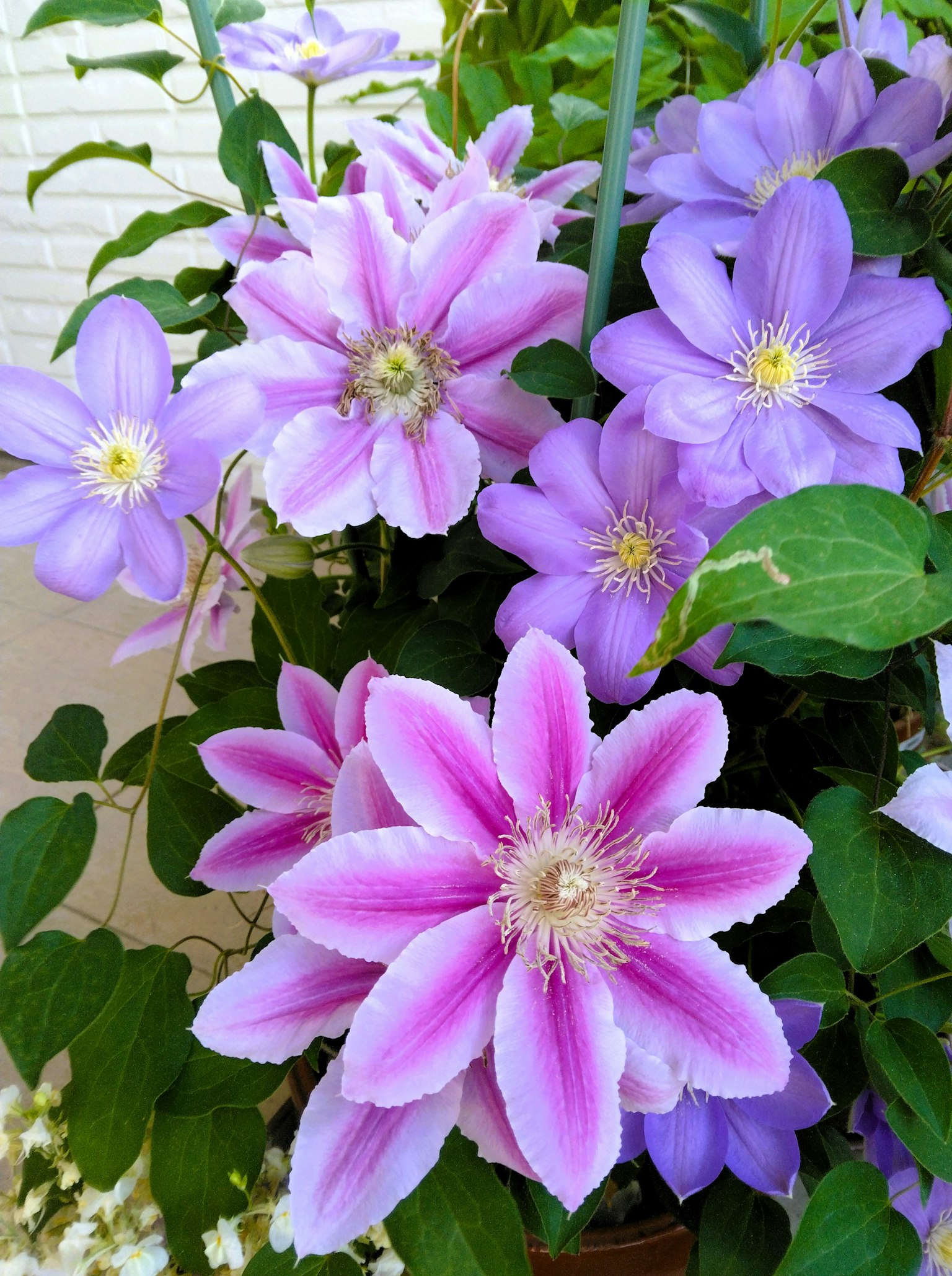 鮮豔的紫色鐵線蓮花在花園中盛開