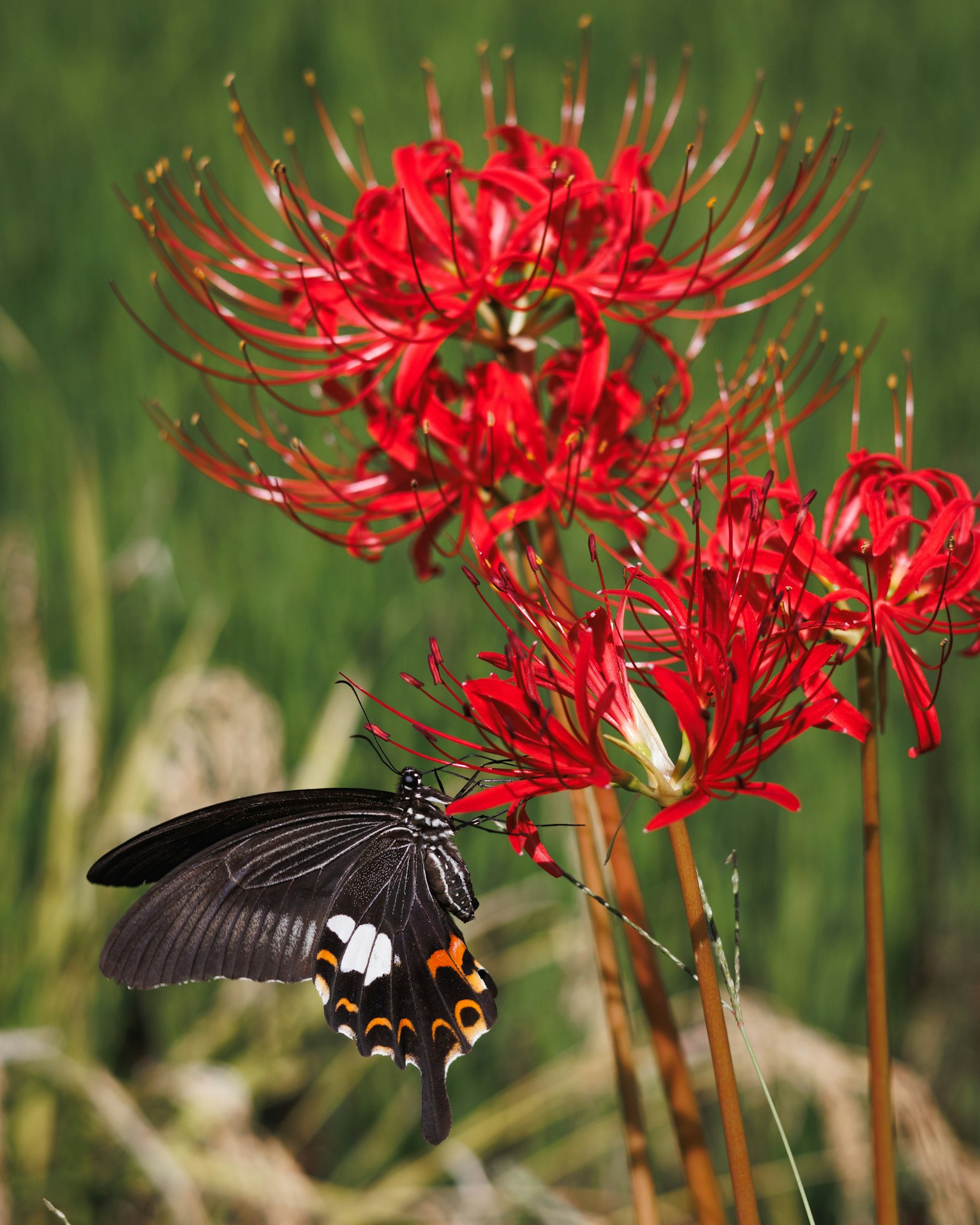 Un papillon noir près de lys araignées rouges vibrants dans un fond vert luxuriant