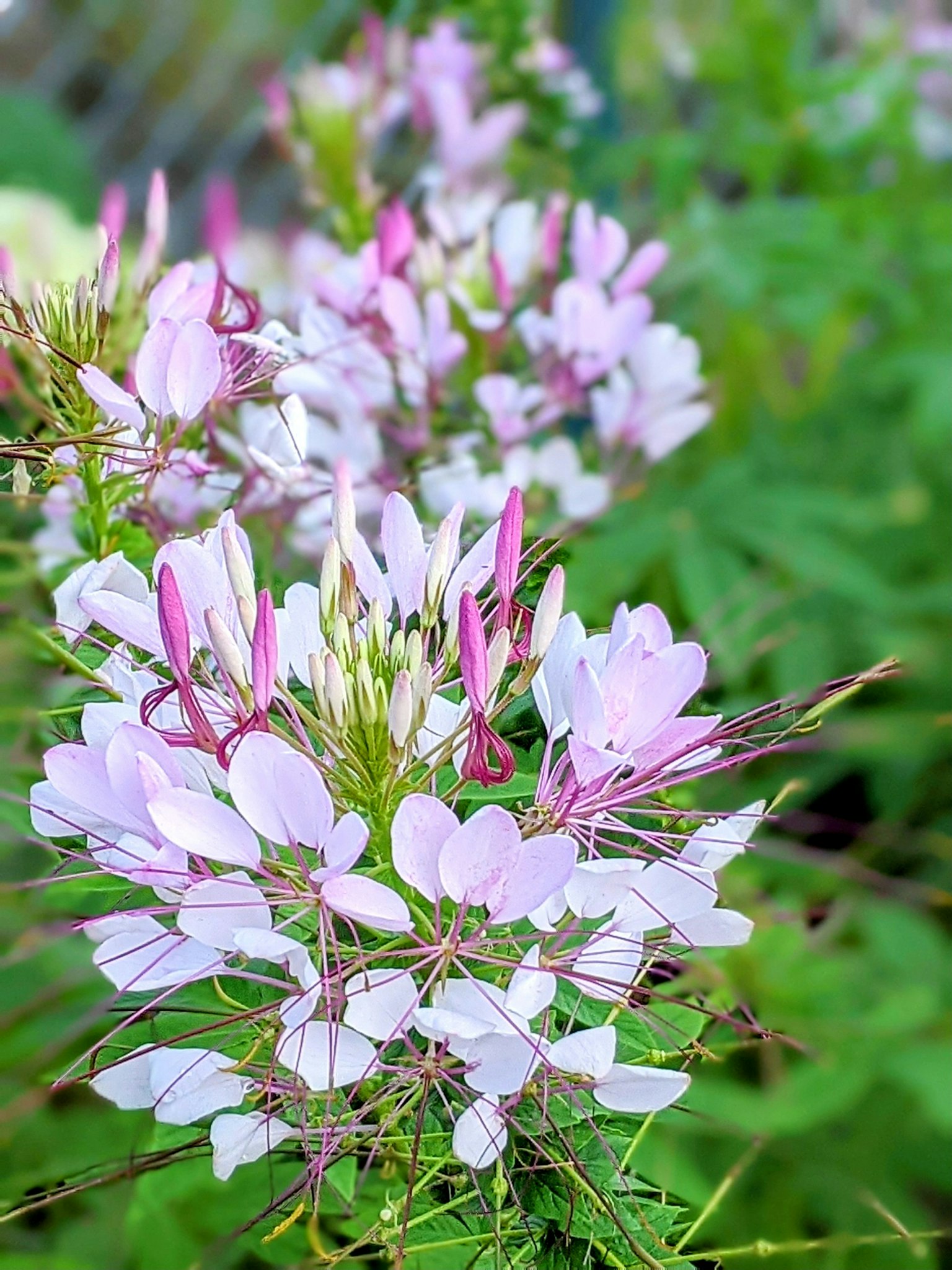 กลุ่มดอกไม้ Cleome สีชมพูอ่อนและขาว