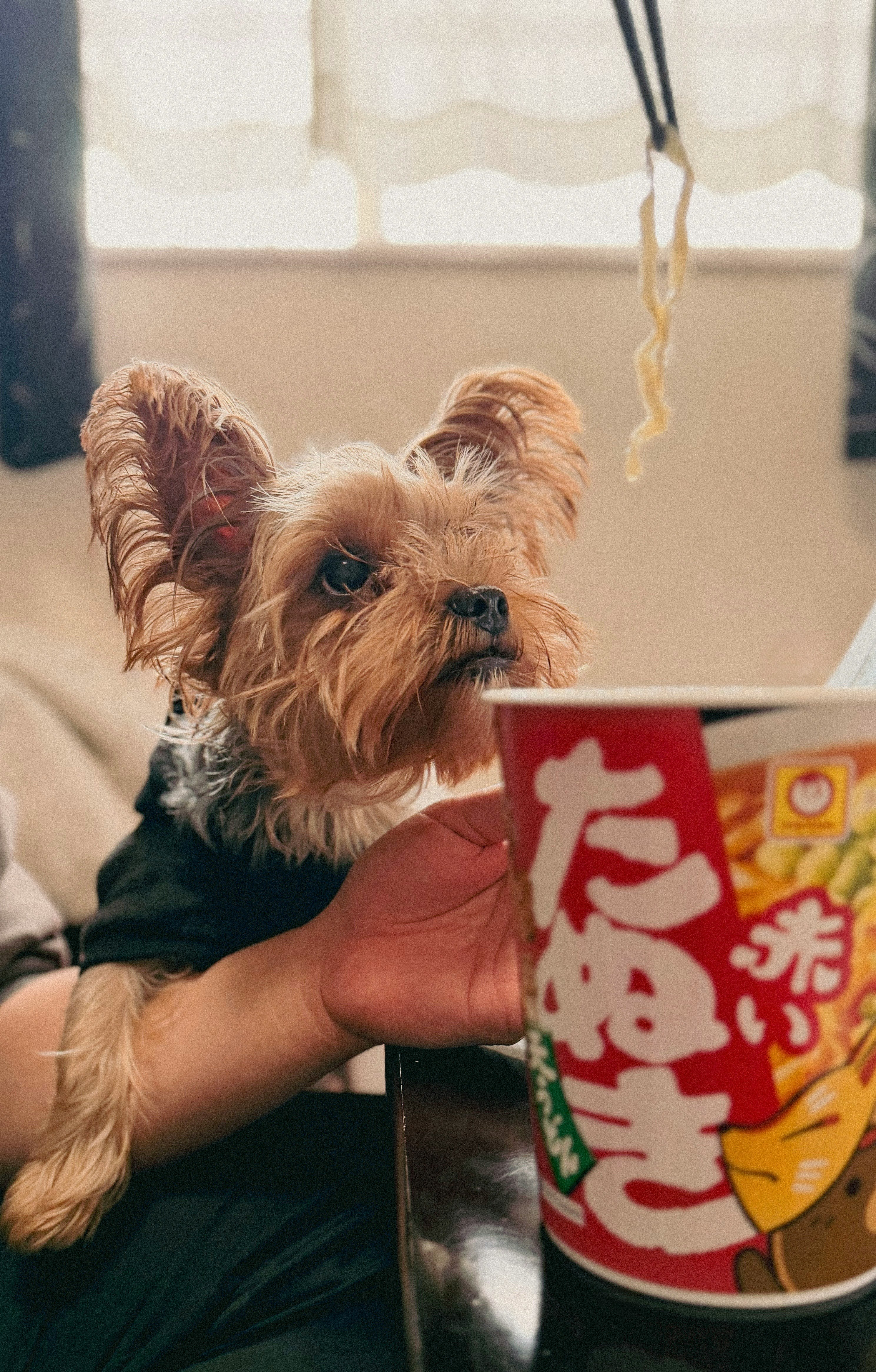 犬がカップラーメンを見つめているシーン