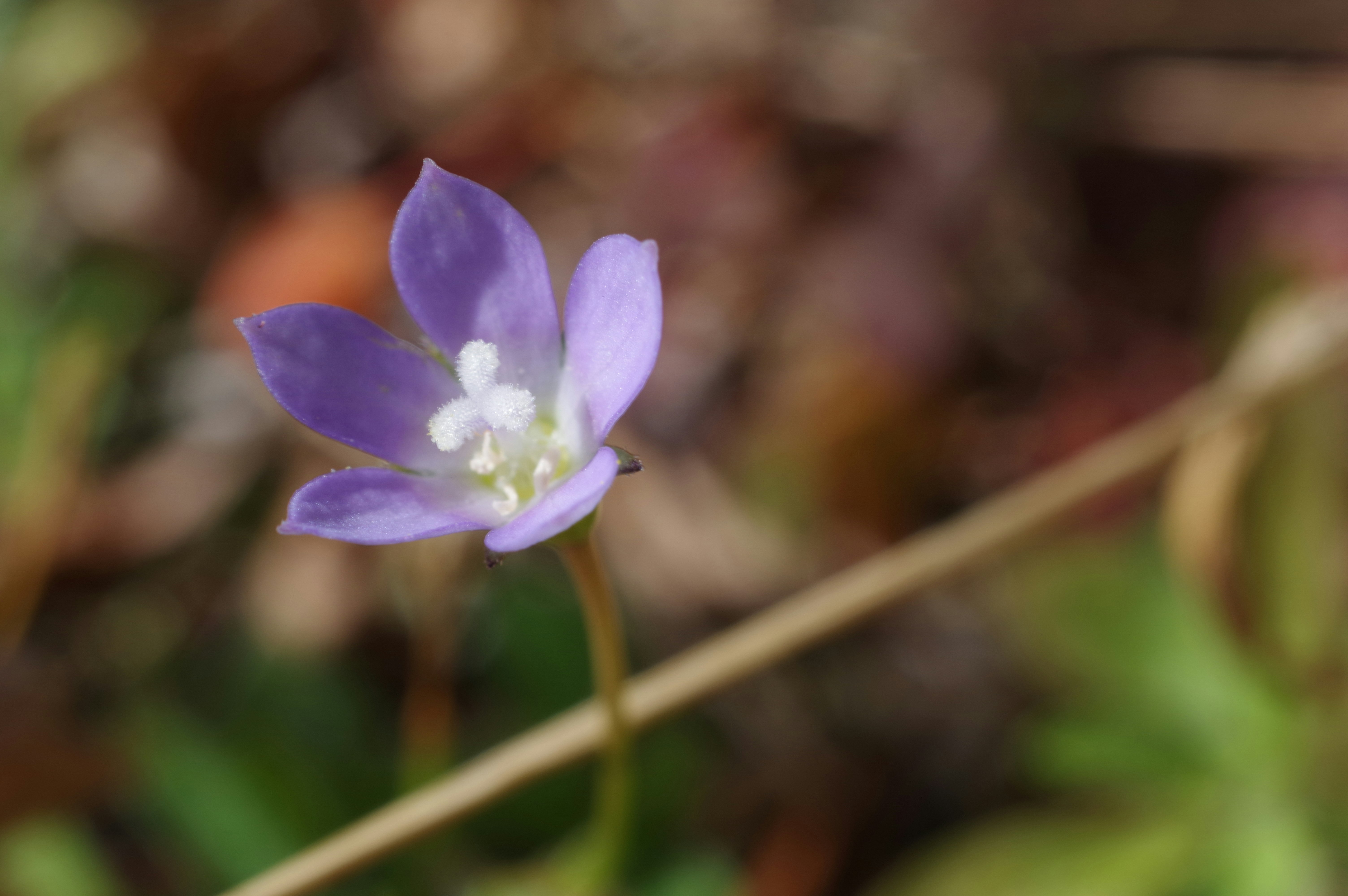 Makroaufnahme einer kleinen violetten Blume mit weichem unscharfem Hintergrund