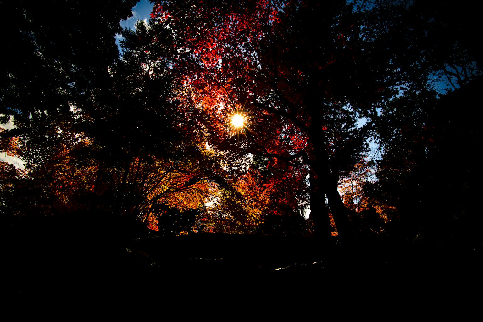 Luz del sol filtrando a través de hojas de otoño coloridas en un bosque