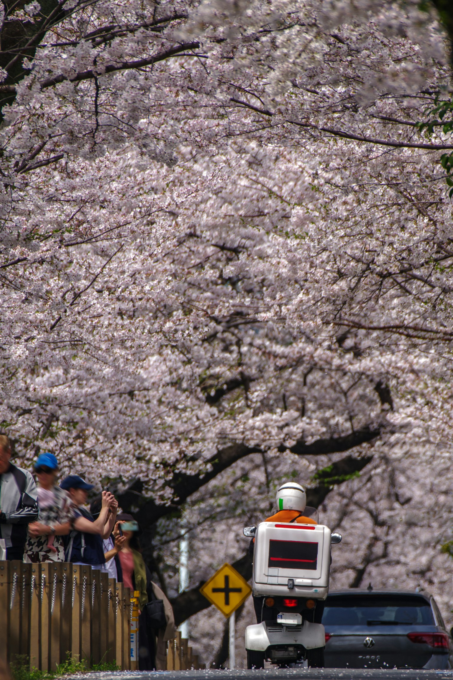 Robot giao hàng dưới cây anh đào với mọi người thưởng thức hanami