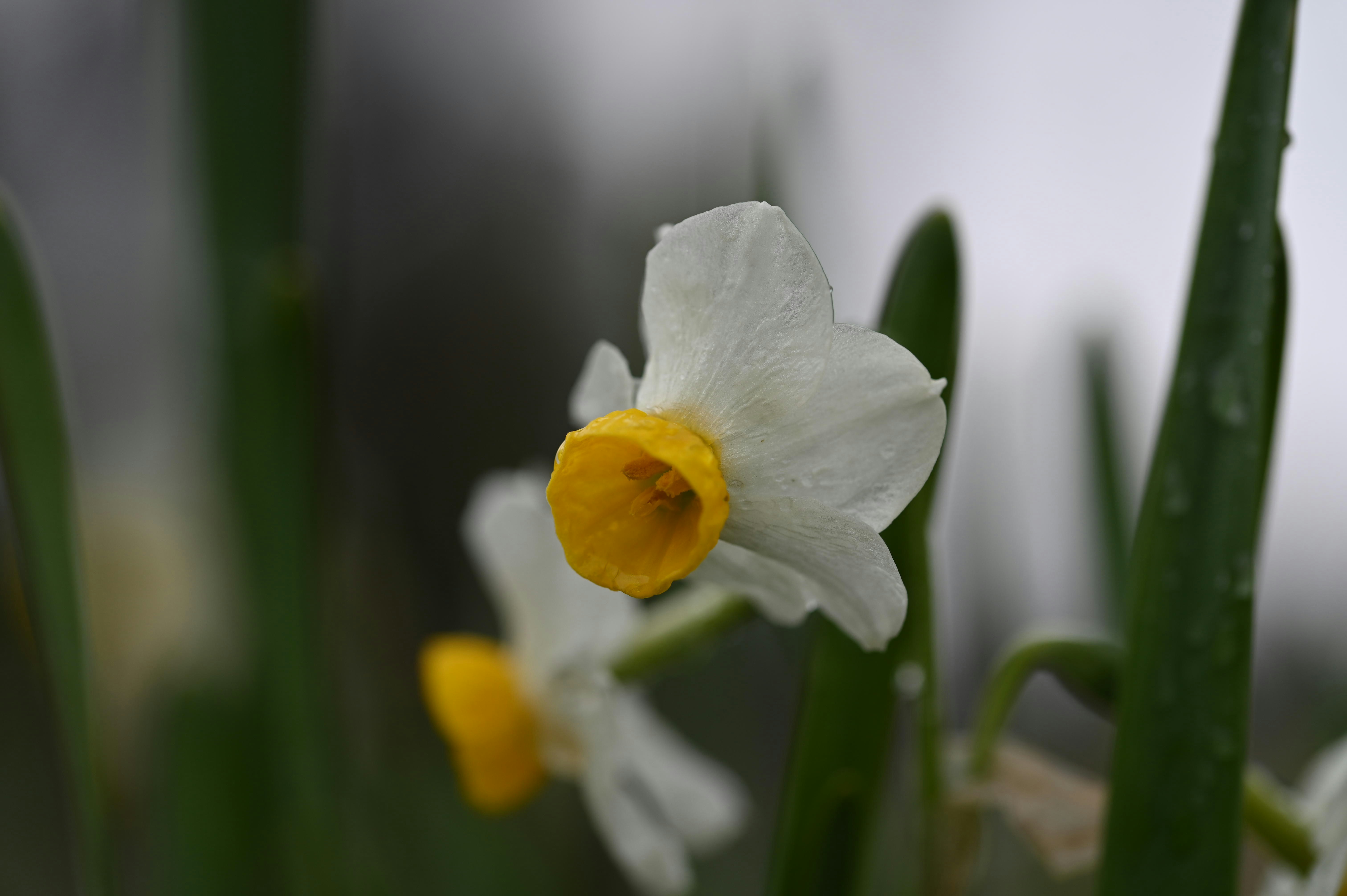 Nahaufnahme einer weißen Narzissenblüte