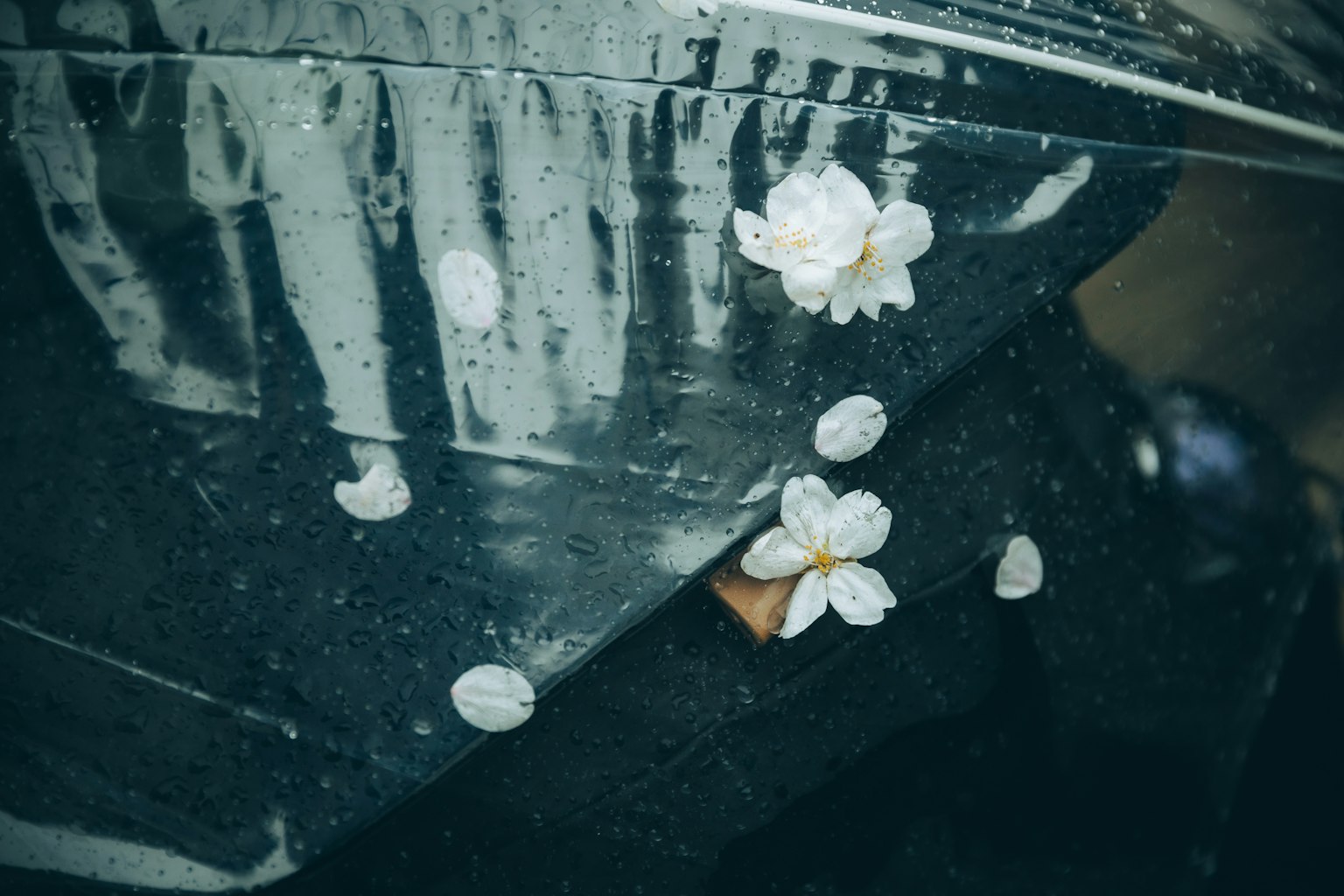 White petals scattered on a wet umbrella with reflections