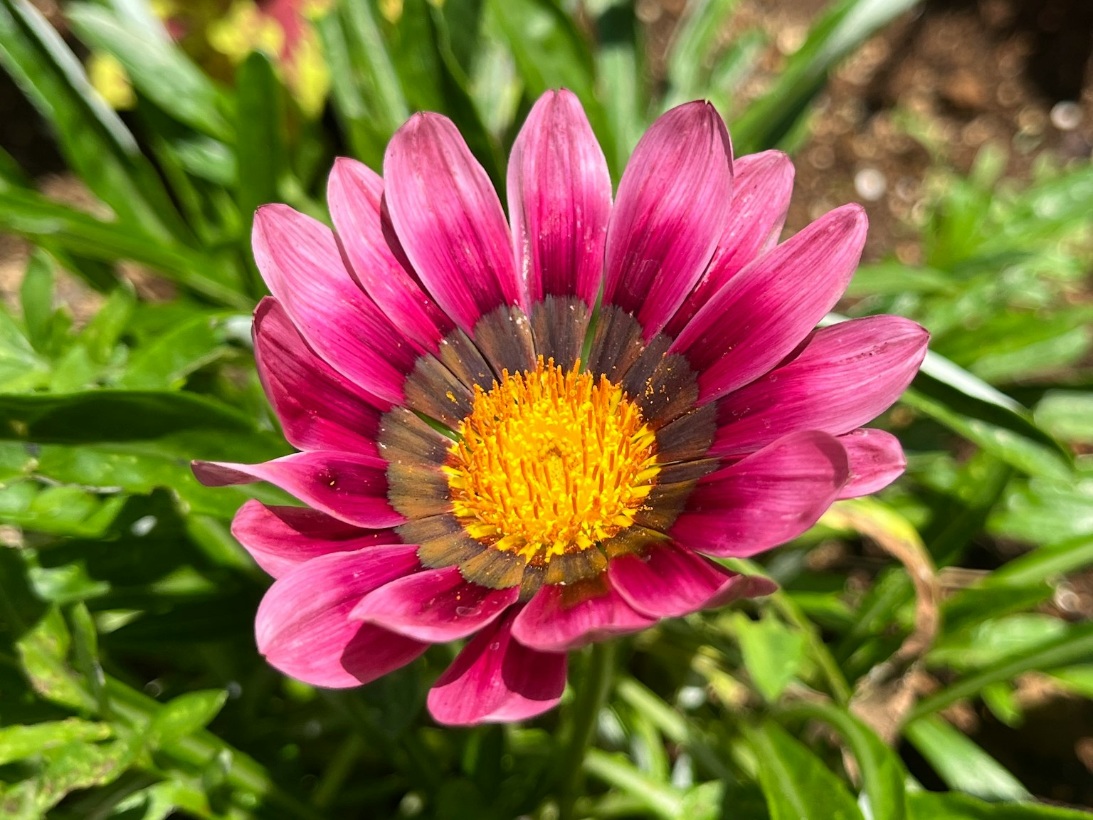 Pétalos rosas vibrantes con un centro amarillo de una flor Gazania