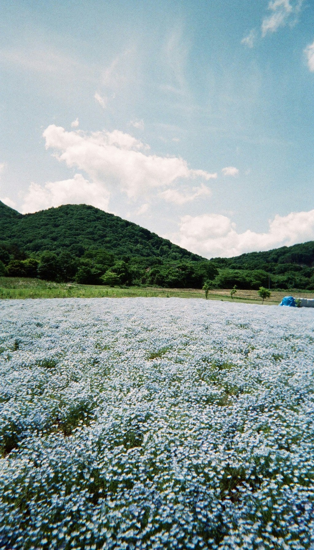 ネモフィラ畑と緑の丘が広がる景色
