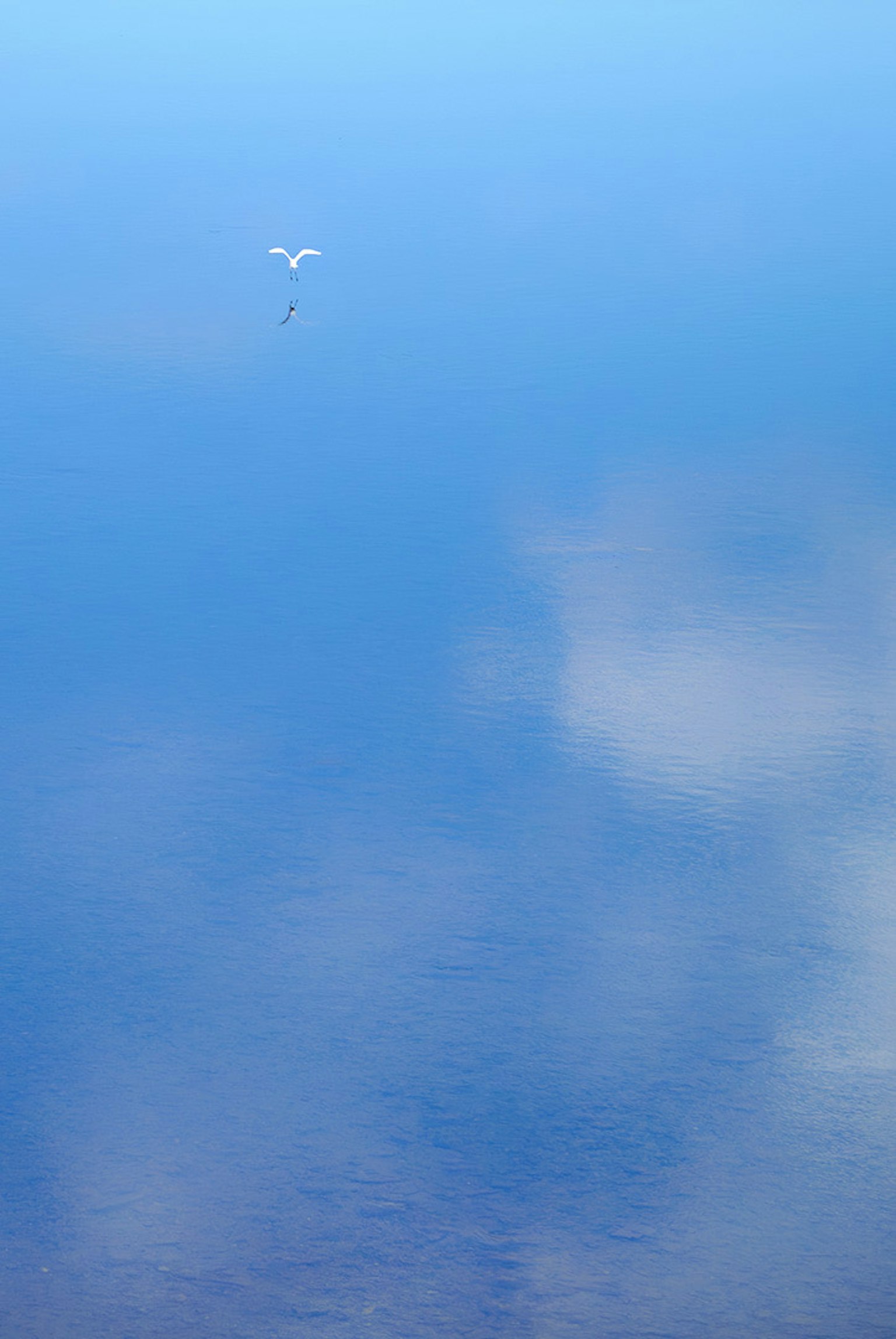 Weißer Vogel, der auf der blauen Seeoberfläche mit reflektierten Wolken schwimmt