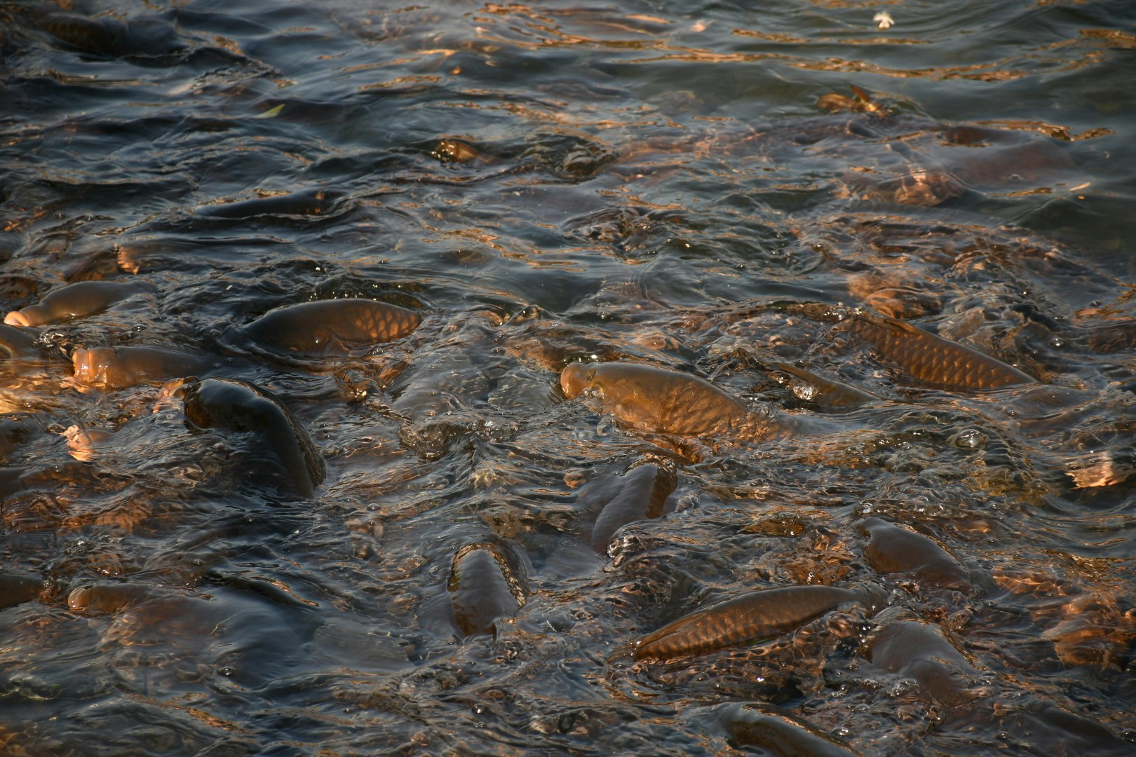 川辺に打ち上げられた魚の群れが水面を泳ぐ様子