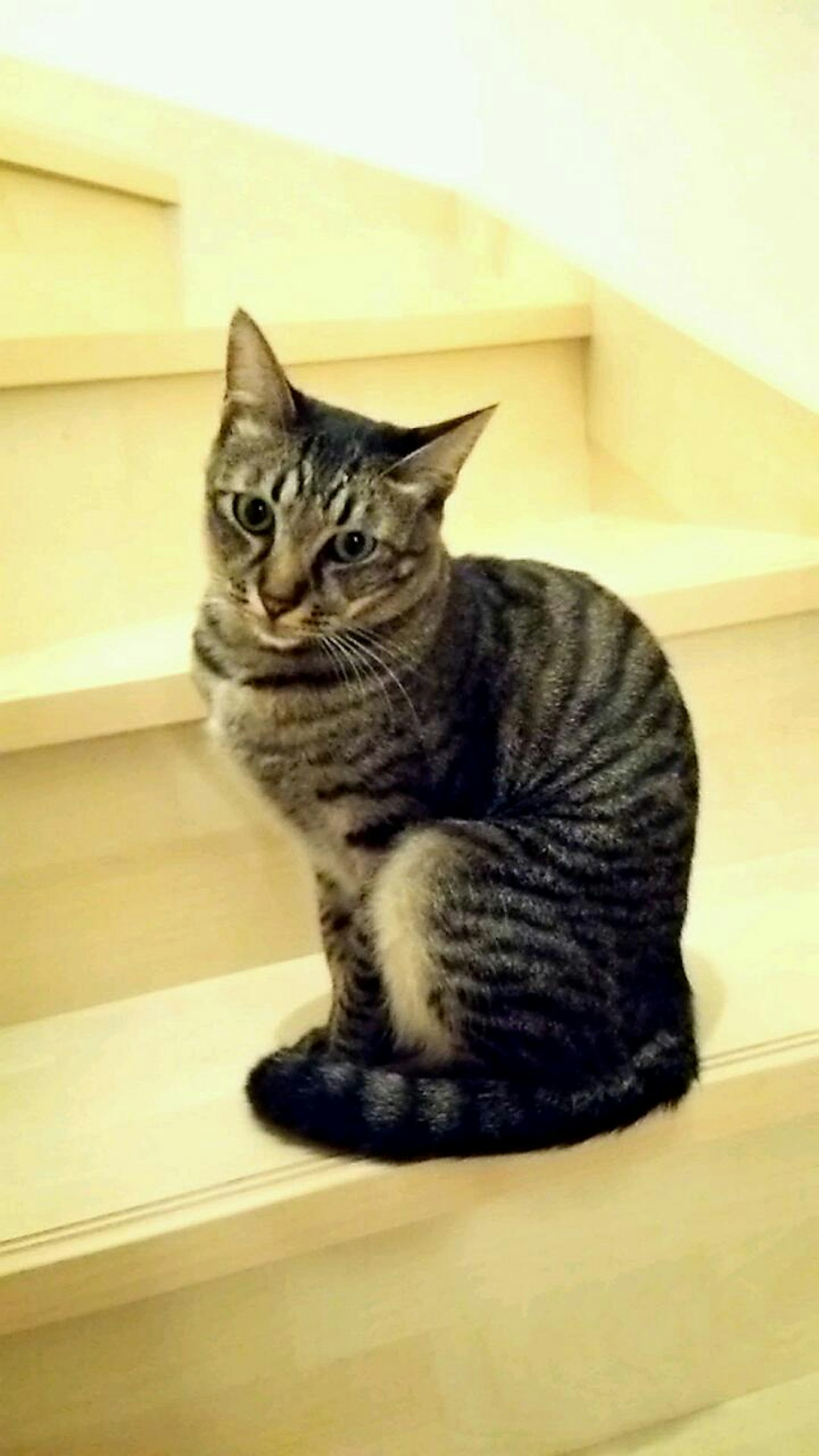 계단에 앉아 있는 줄무늬 고양이