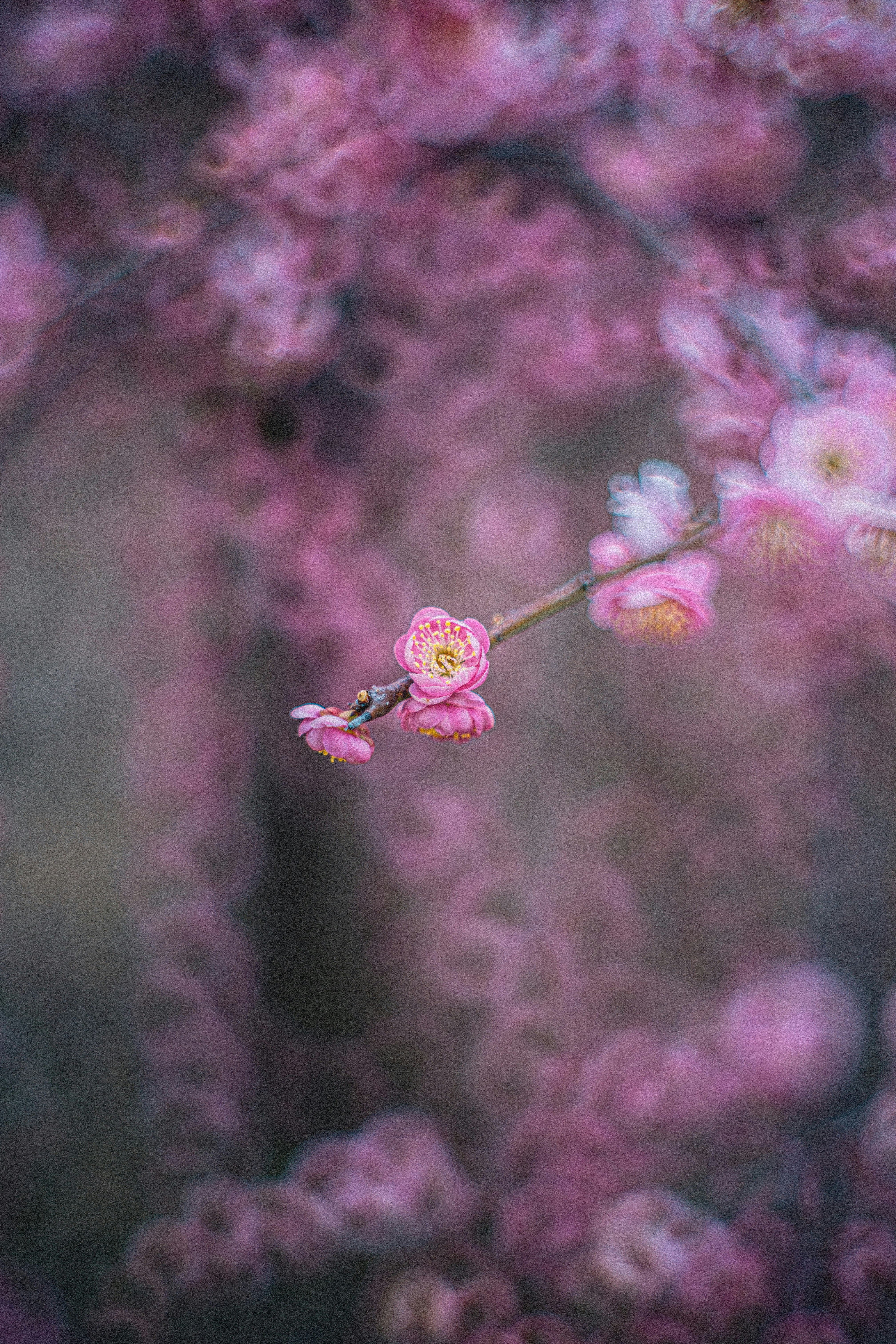 垂枝梅花枝上的花朵特写
