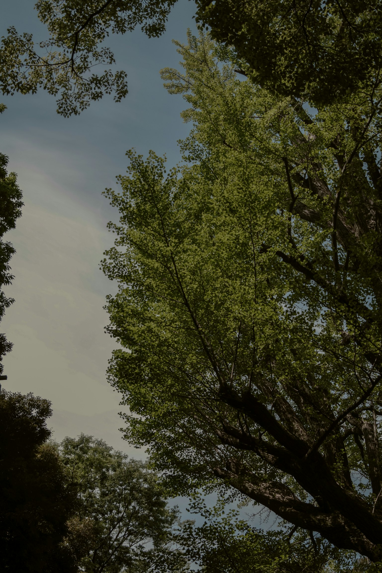Lush green trees reaching towards the sky