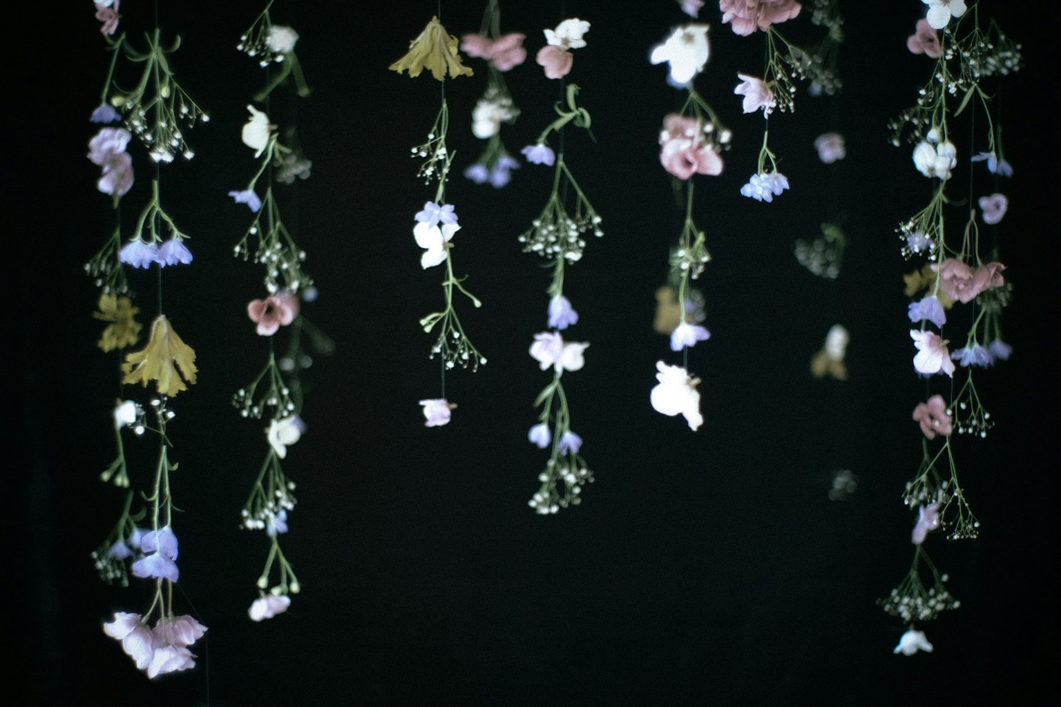 Colorful flowers and leaves hanging against a black background