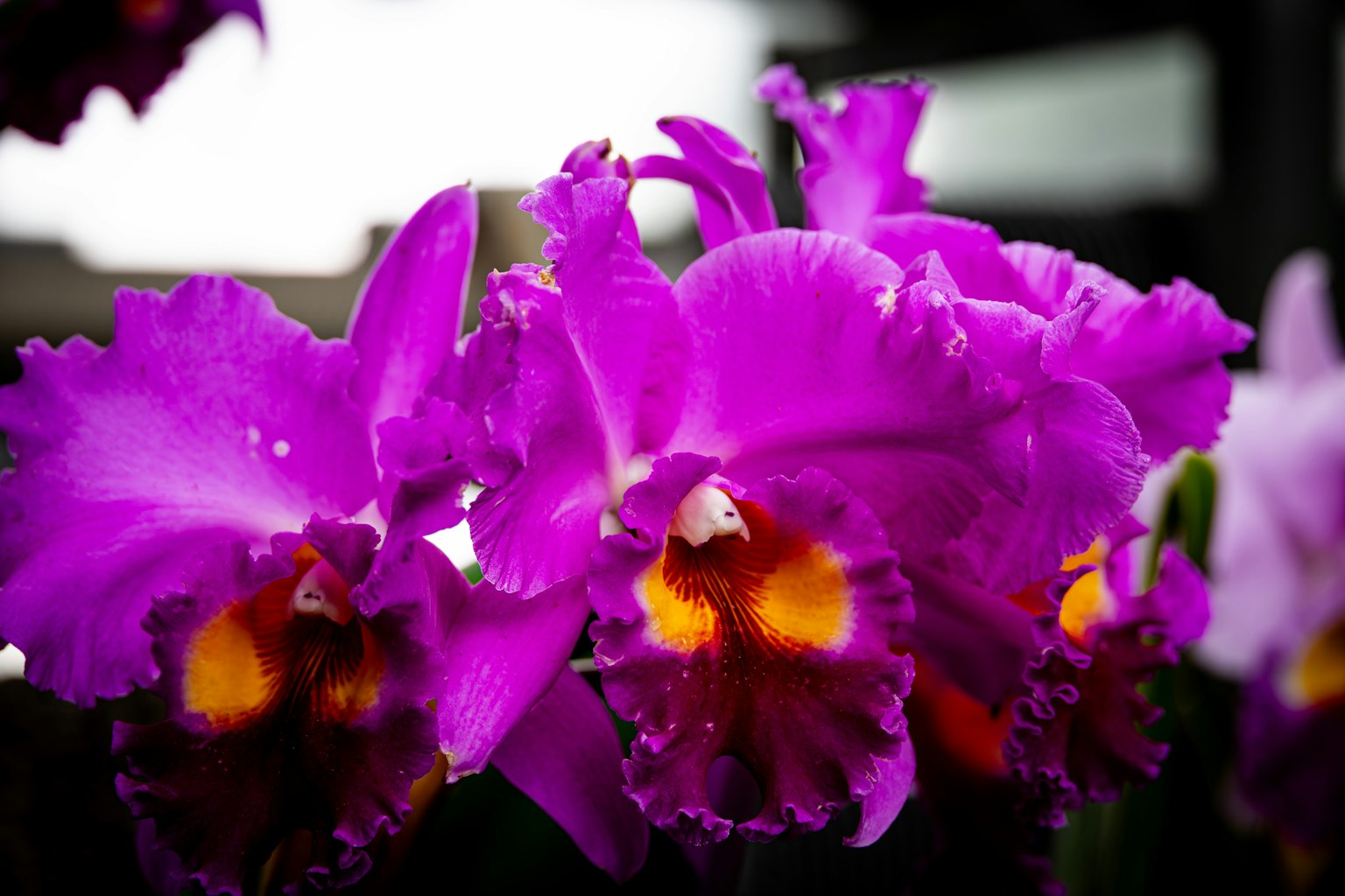 Orchidées Cattleya violettes vibrantes en fleurs