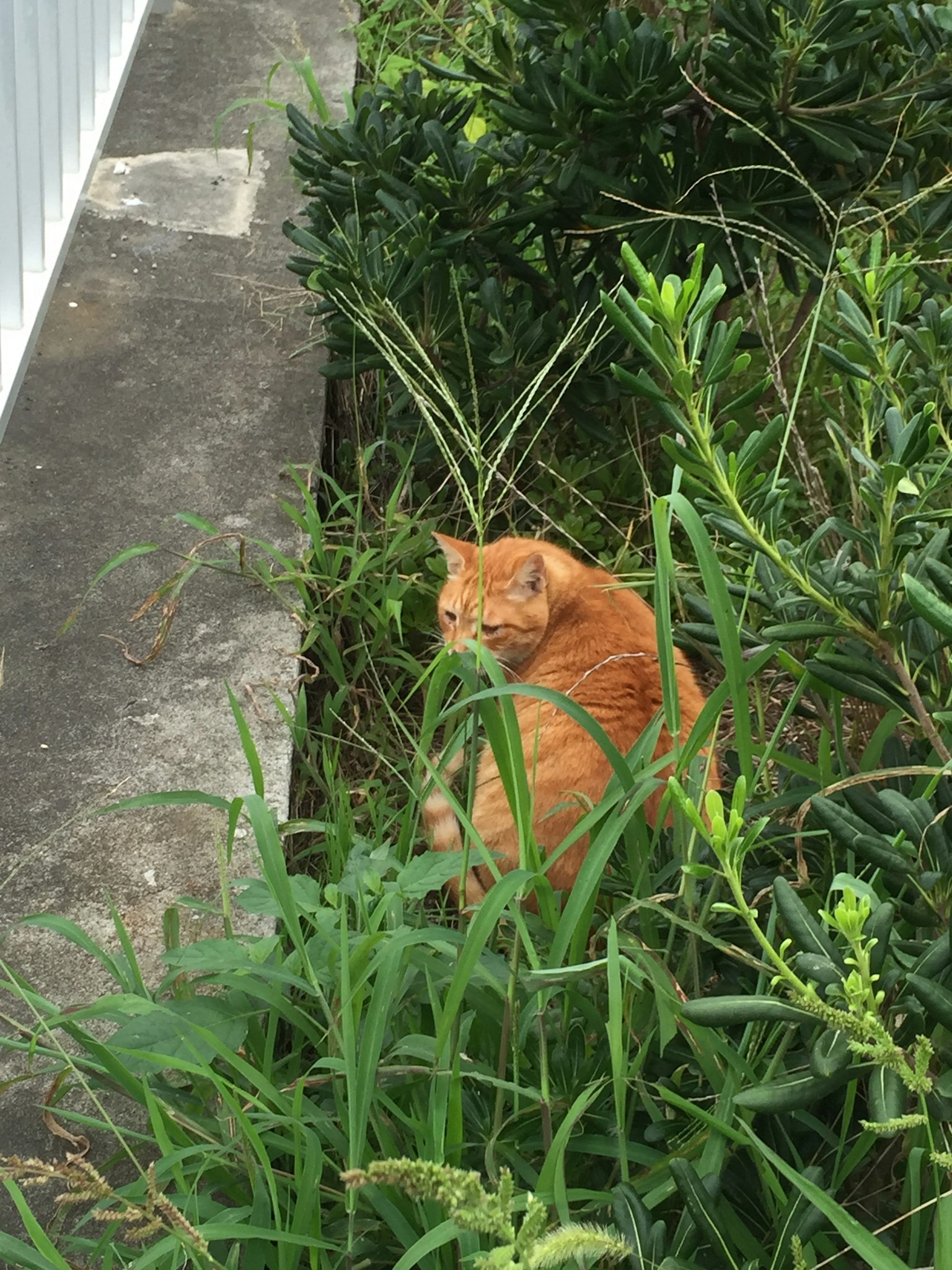 An orange cat sitting among tall grass and bushes