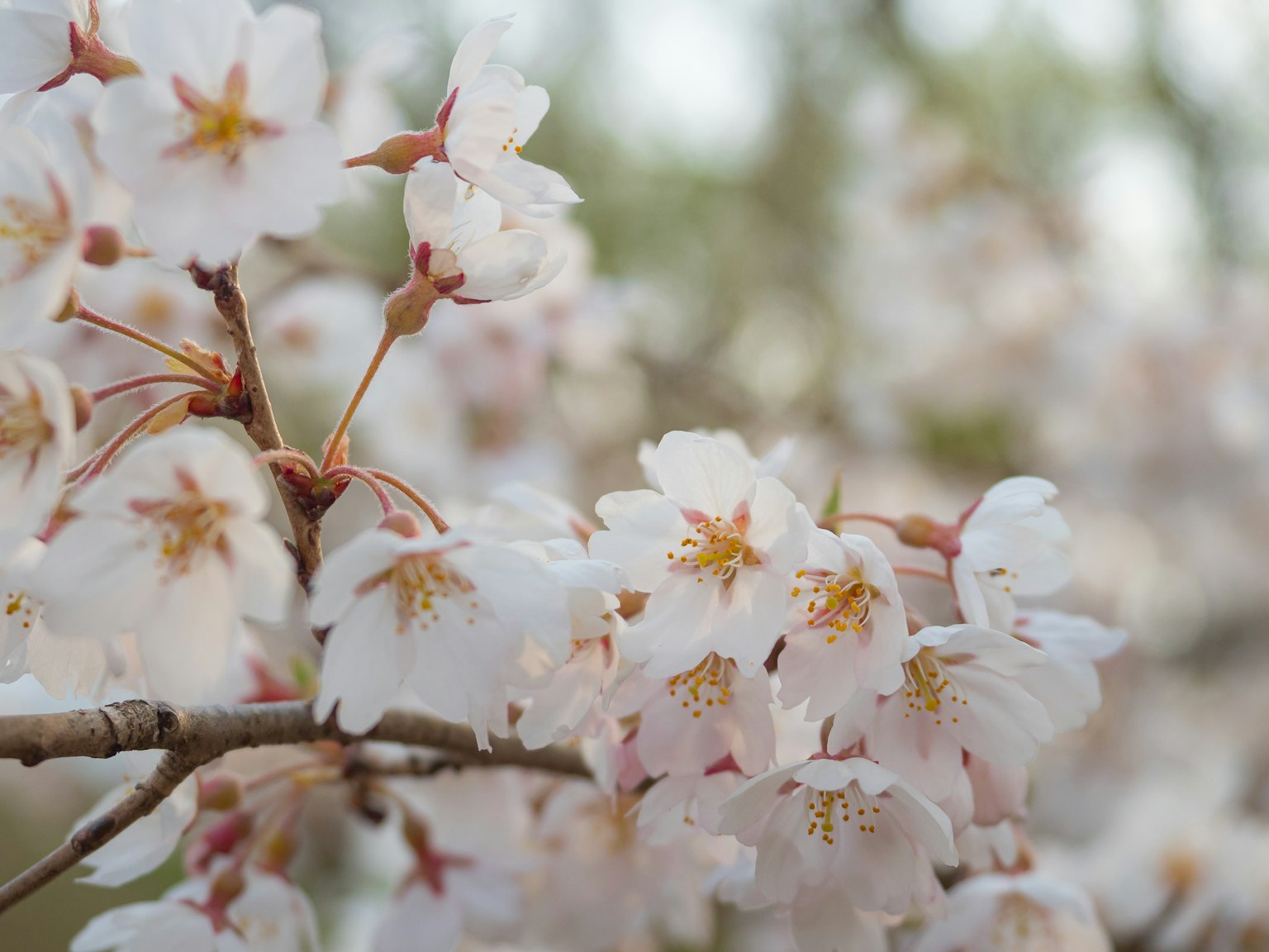 Gros plan de fleurs de cerisier sur une branche