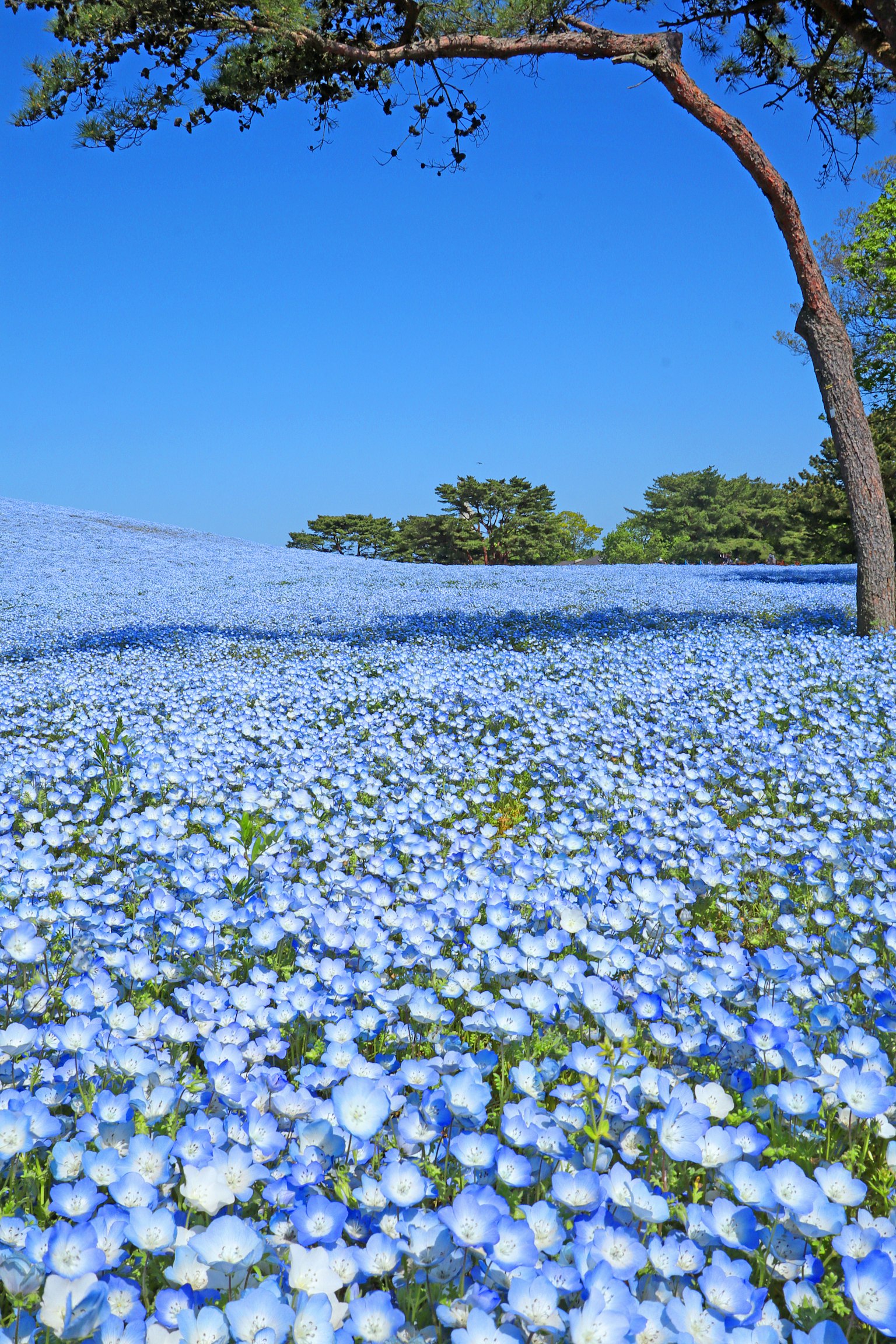 Amplio campo de flores azules bajo un cielo azul claro