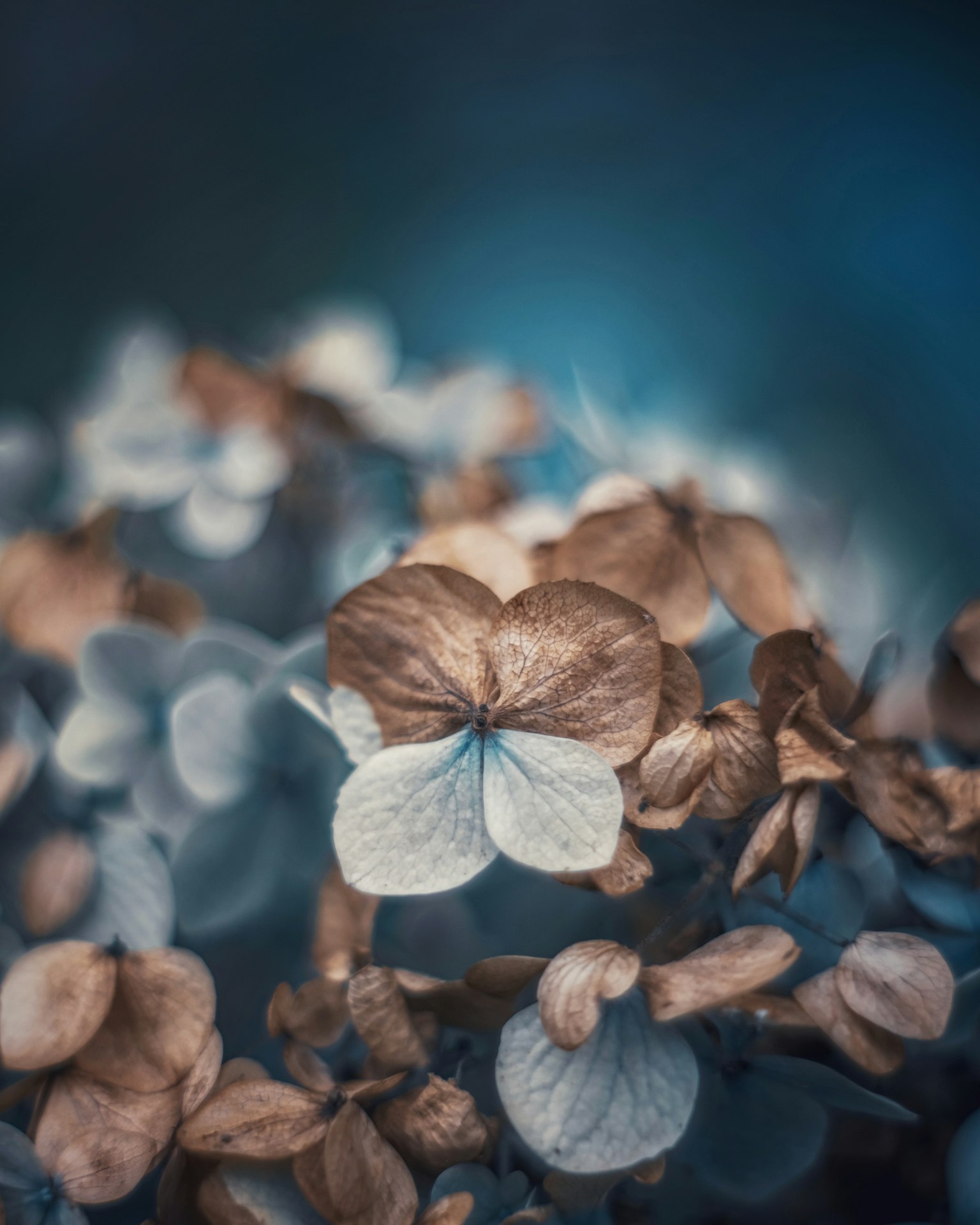 干燥的绣球花花瓣在蓝色背景上重叠，显眼的白色花瓣