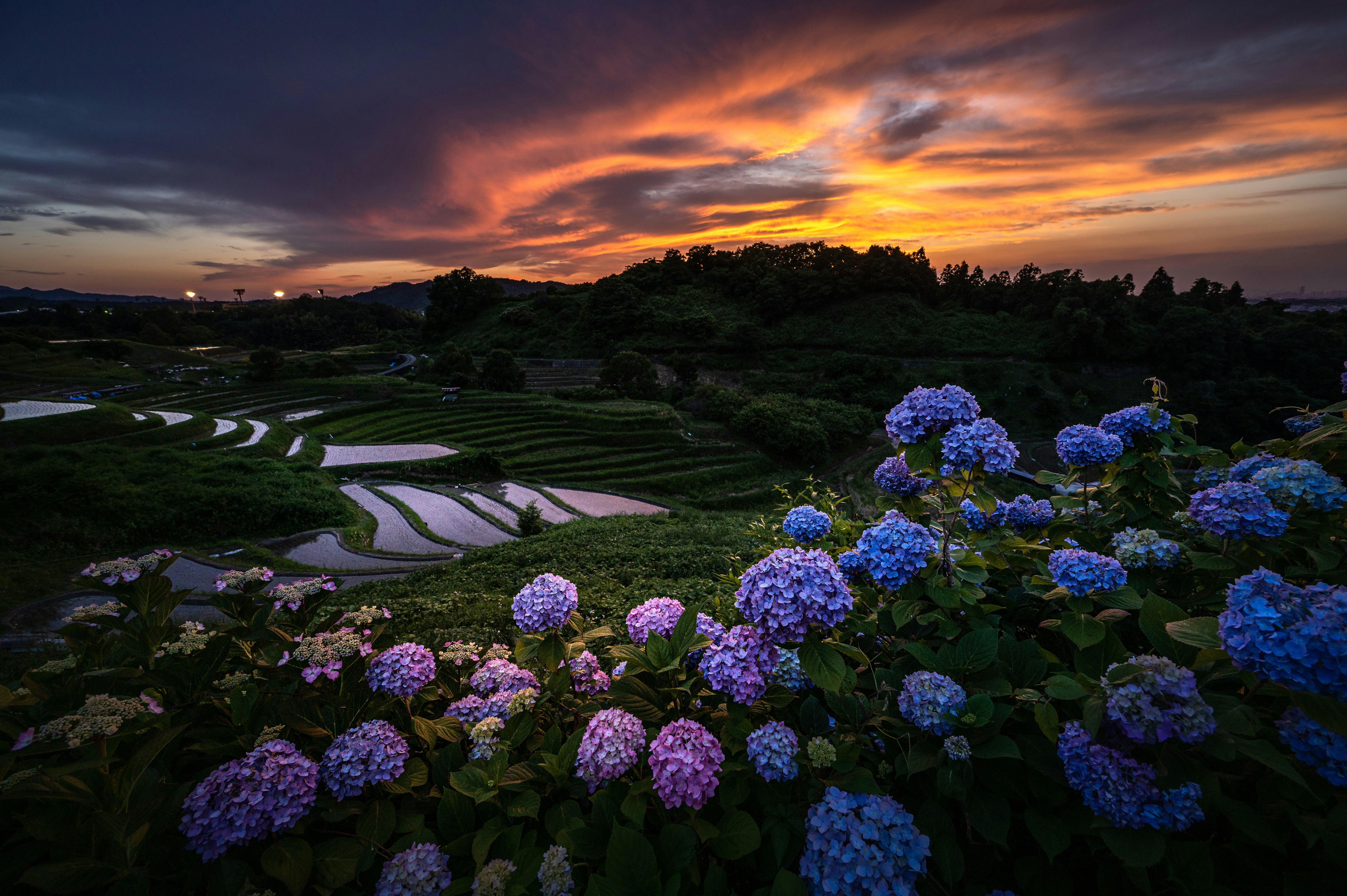 紫陽花の花と夕焼けの田園風景