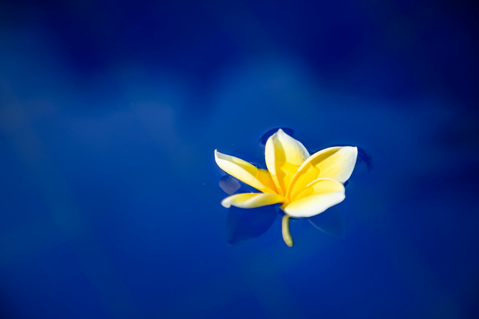 Bella scena di un fiore giallo che galleggia su una superficie blu