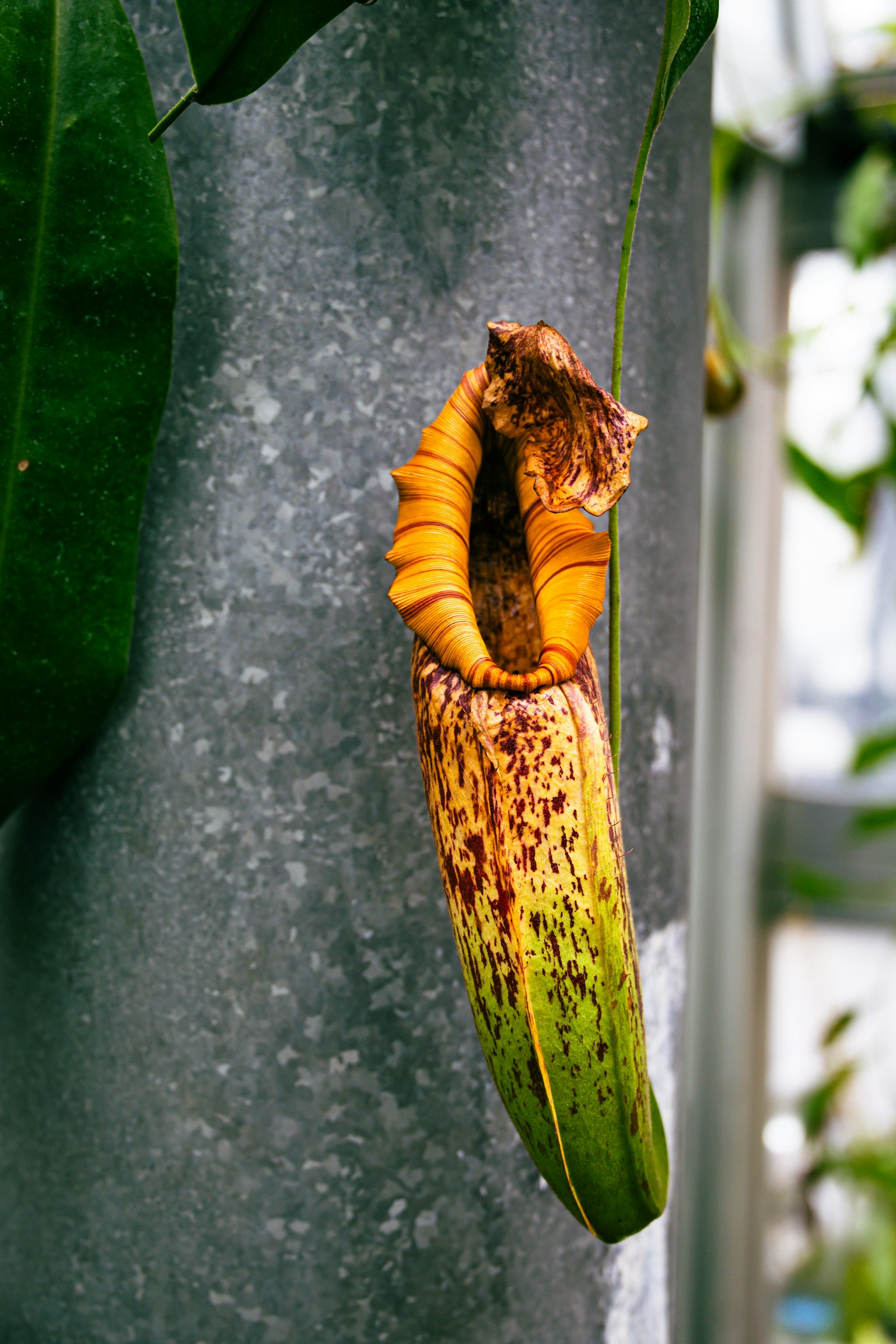 A unique pitcher plant hanging from a metal pole
